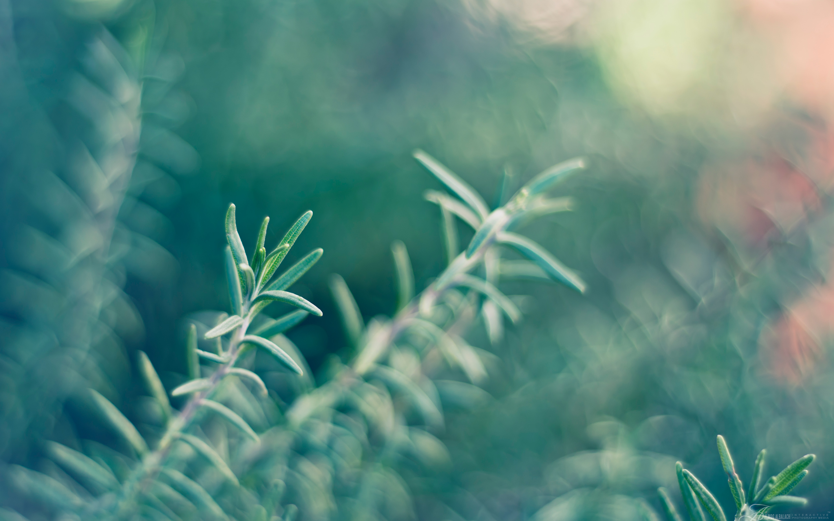 Rosemary, High Definition, High Quality, Widescreen