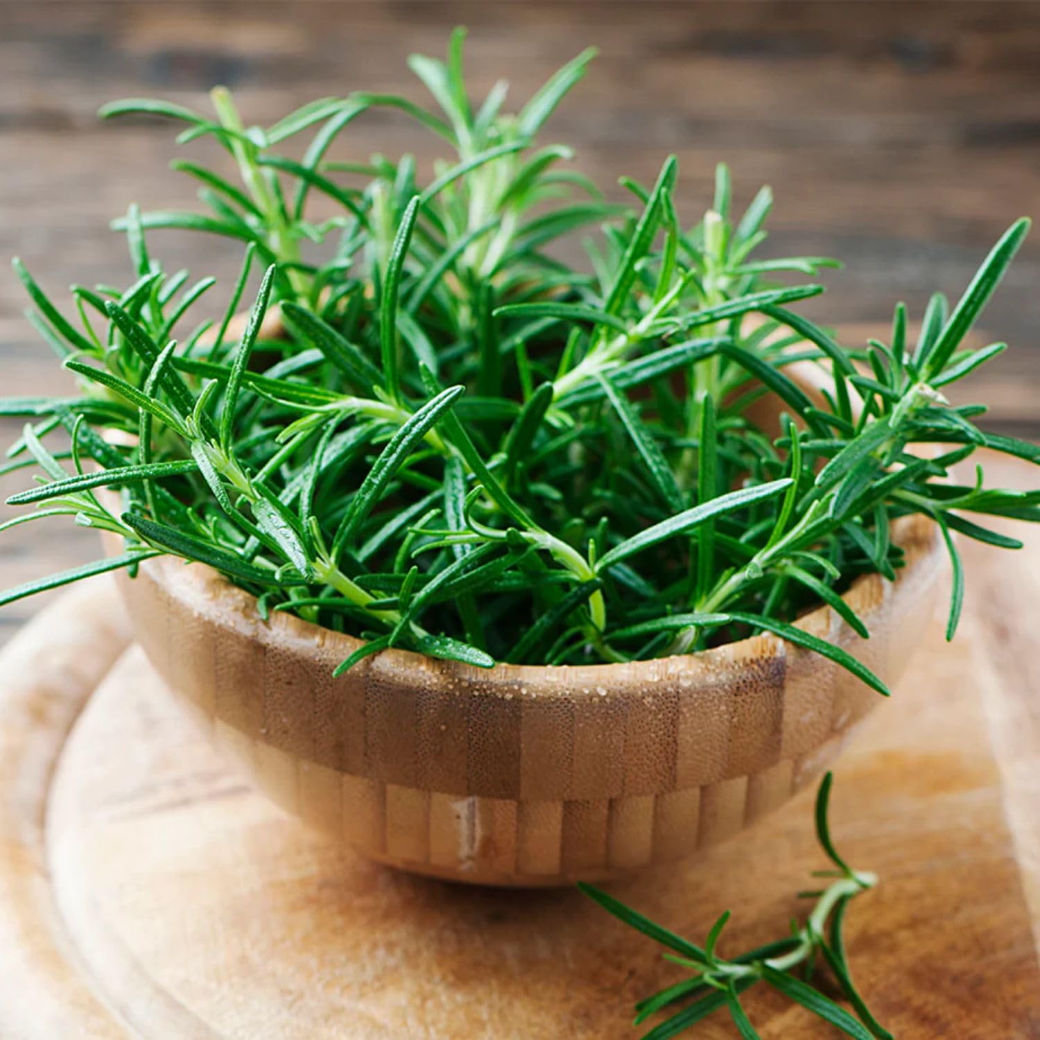 Amazon.com, 2 Rosemary Plants Live, Herb Plants, 3 Inc to 6 Inc Tall, Rosemary Live Plant Indoor, Outdoor, Patio, Lawn & Garden