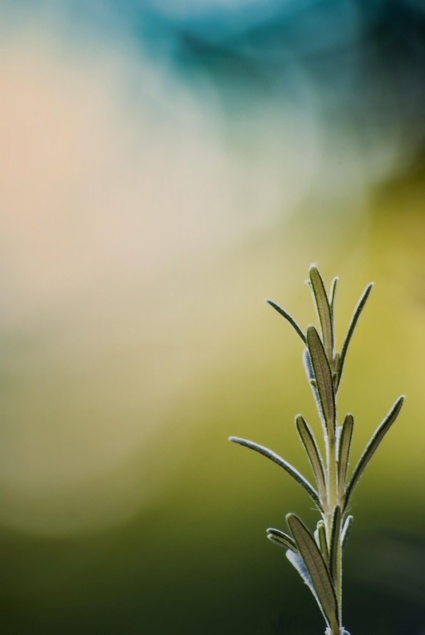 Rosemary Bokeh Blue