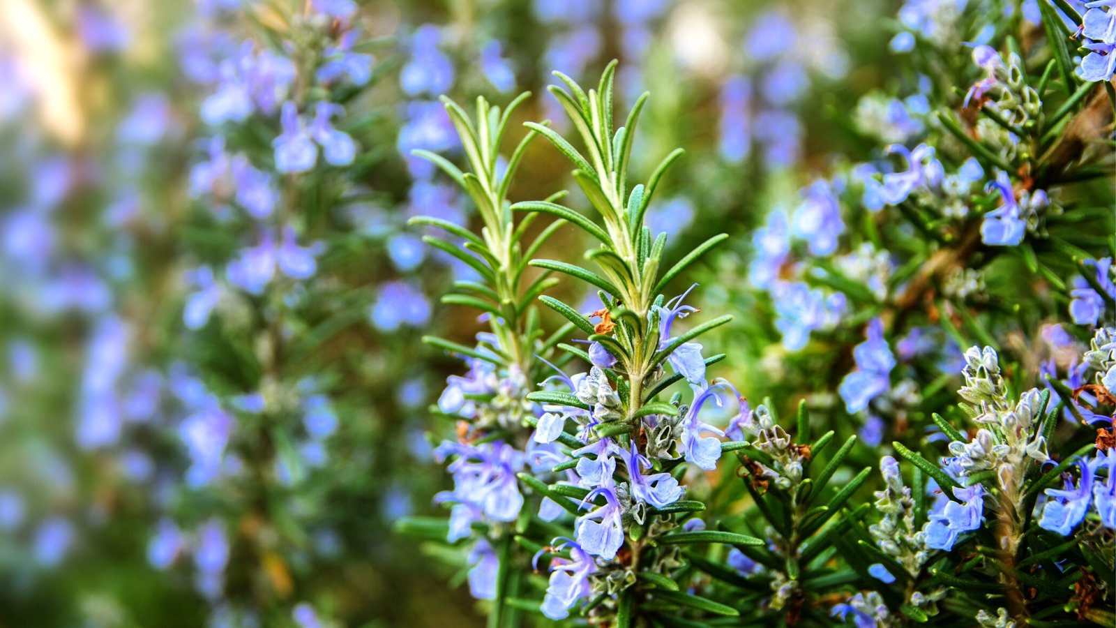 How to Grow Rosemary From Seed