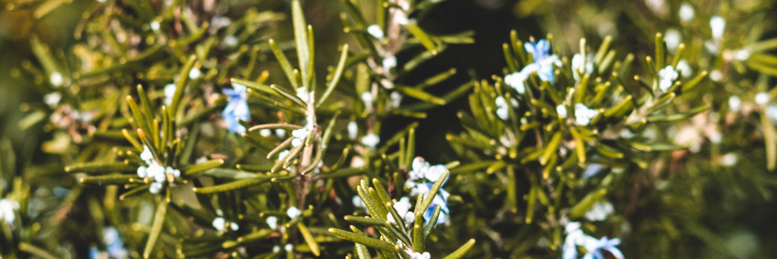How to Grow Rosemary