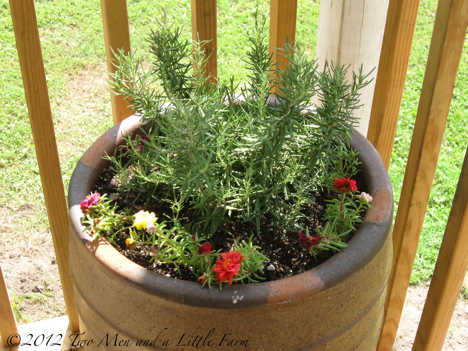 Two Men and a Little Farm: ROSEMARY BY THE FRONT DOOR