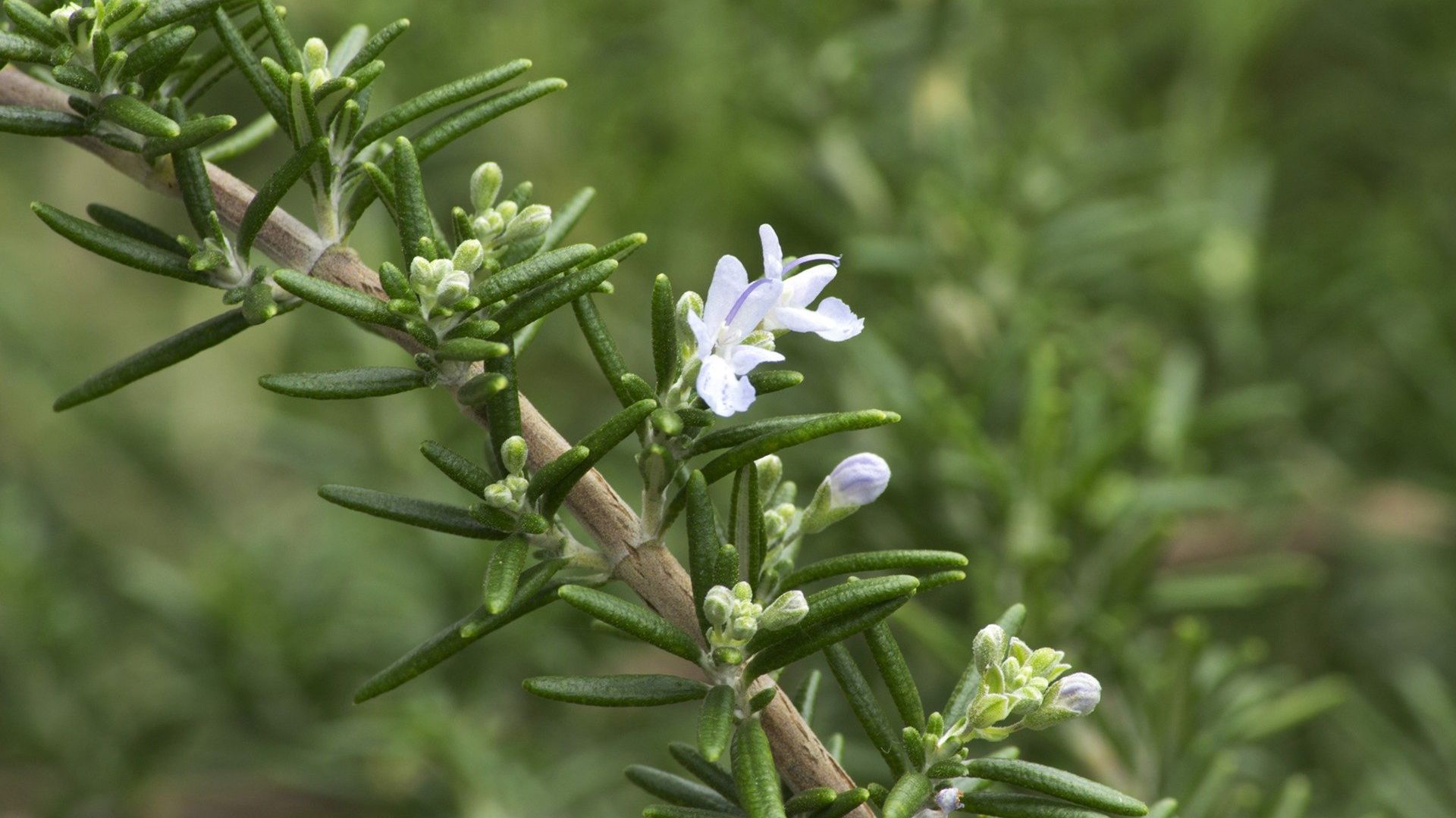 Rosemary Uses and Plant Profile