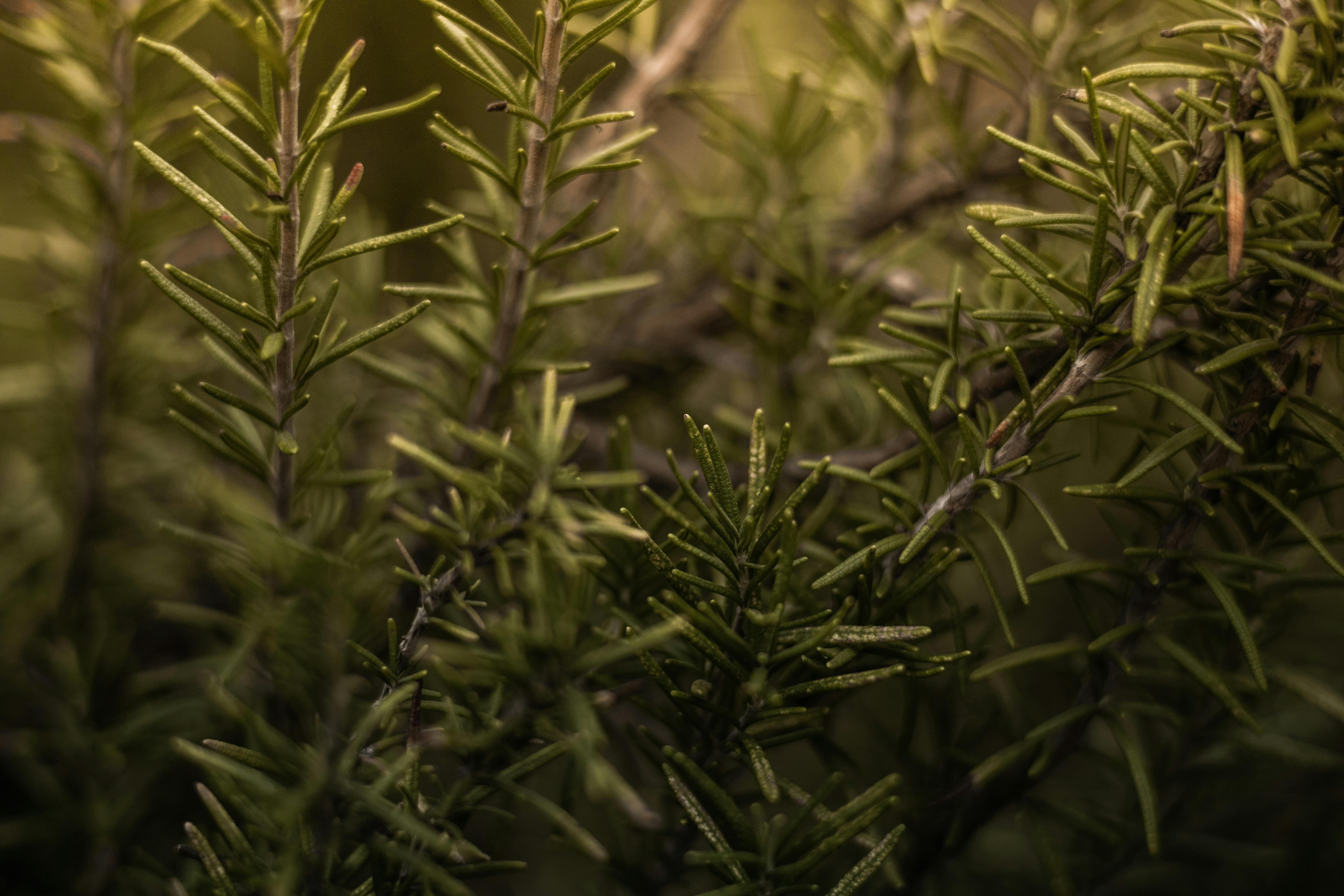 Twigs of Rosemary Shrub · Free
