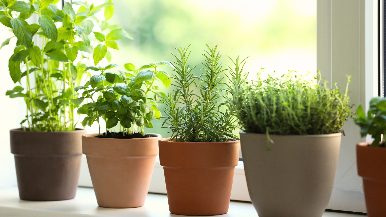 Herbs: DIY Indoor Garden