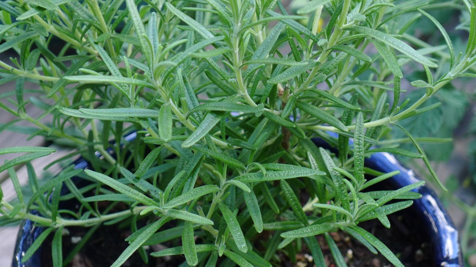 Does Rosemary Grow In Shade (And How To Care For It) Green Fingers