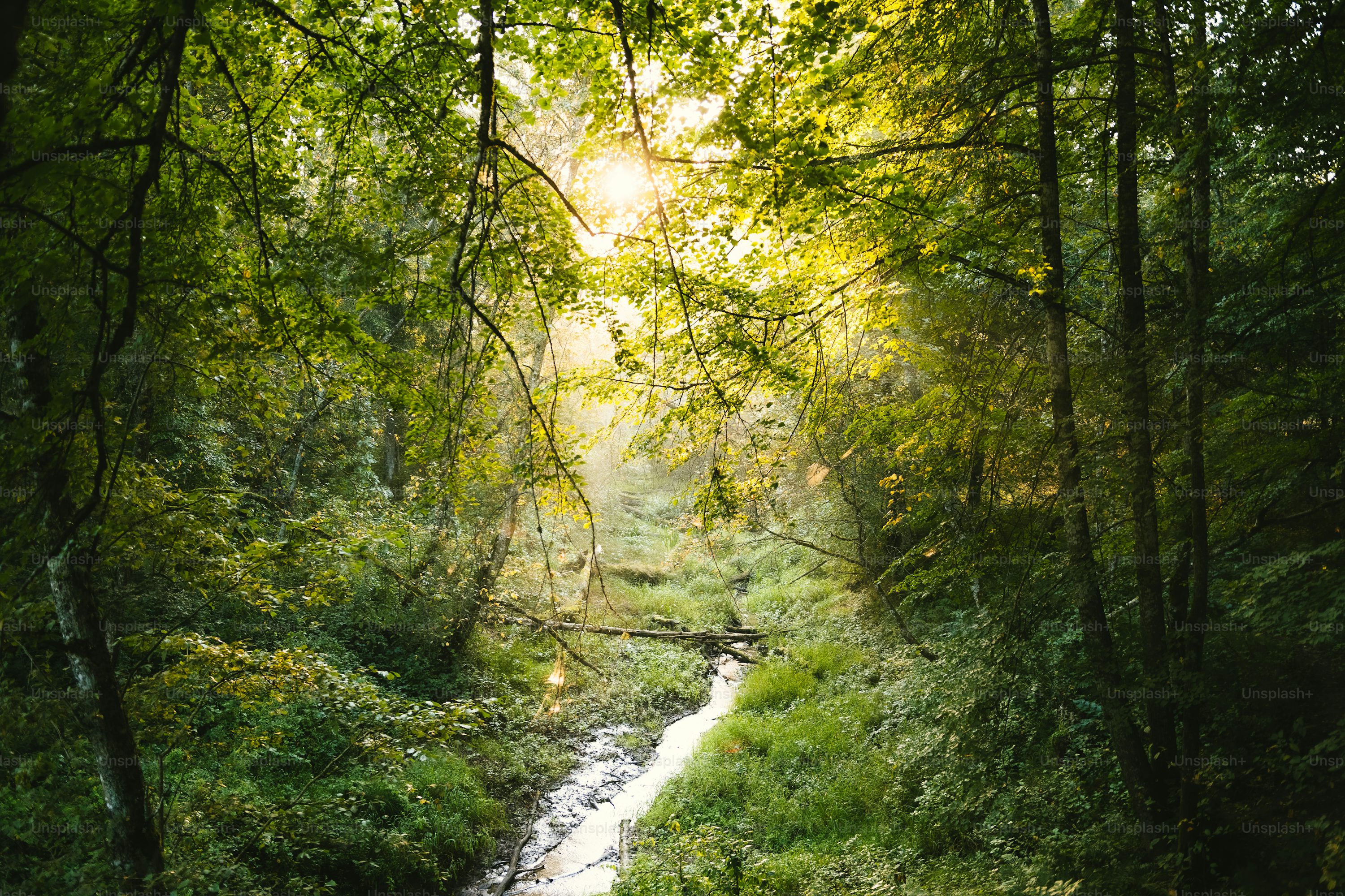 45,Forest Sunlight Picture. Download Free Image