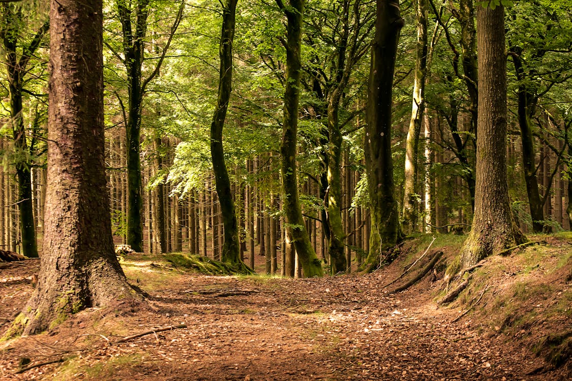 Forest trees in sunny summer day · Free