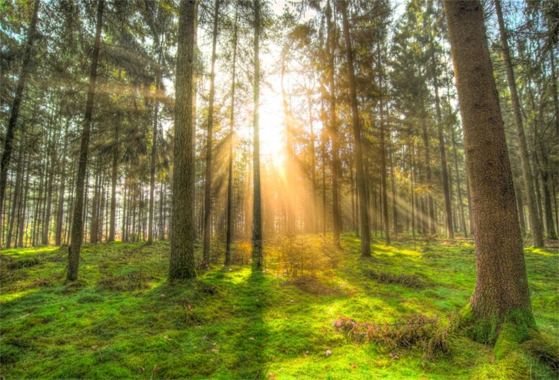 Amazon.com, CSFOTO 7x5ft Polyester Sunny Forest Backdrop Natural Scenery Spring Hiking Outdoors Morning Sunrise Summer Camping Background