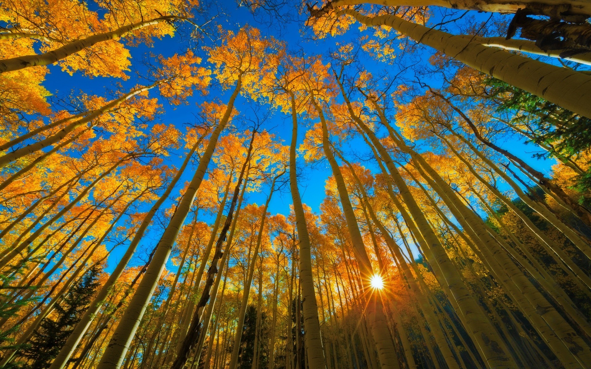 Indian summer in the sunny forest