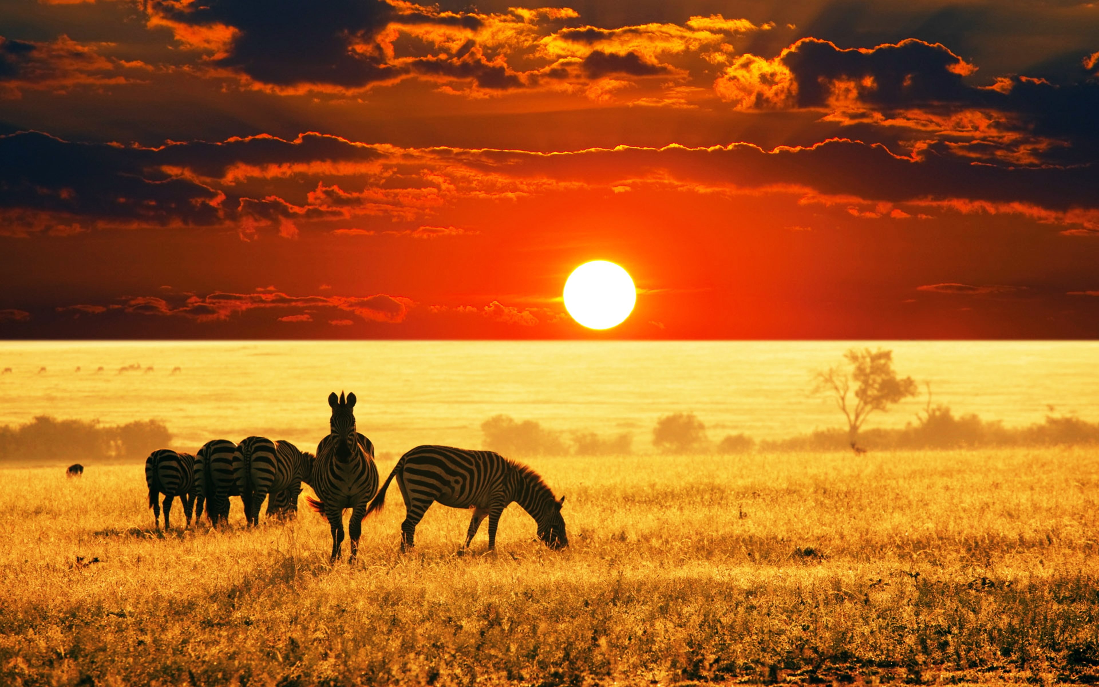 wilds, Animals, Sunset, Sunrise, Fields, Summer, Clouds, Nature, Earth, Landscapes, Africa, Reserves, Zebra, Sky Wallpaper HD / Desktop and Mobile Background