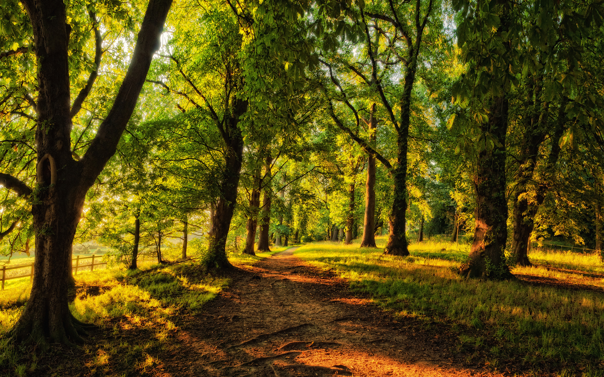 Wallpaper forest, trees, the fence, track, Sunny, alley, path, coniferous for mobile and desktop, section пейзажи, resolution 1920x1200