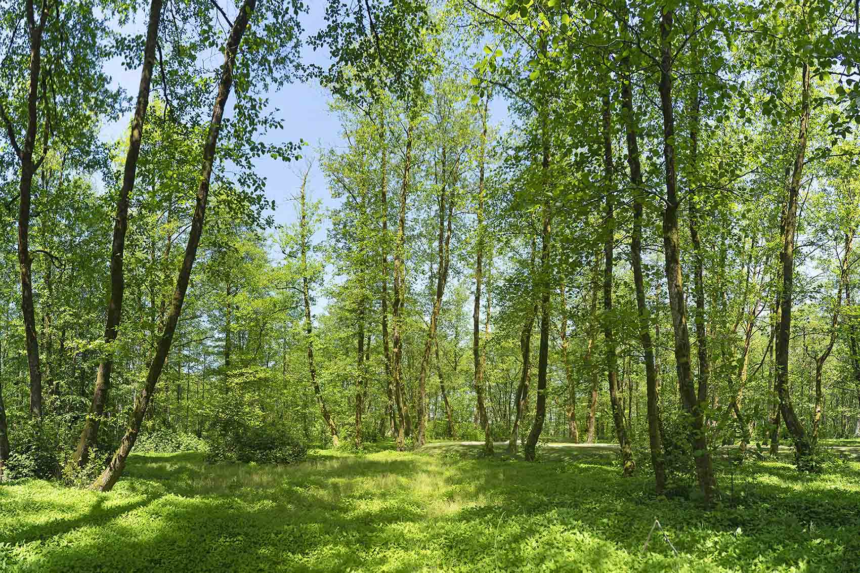 Beautiful Summer Day Forest