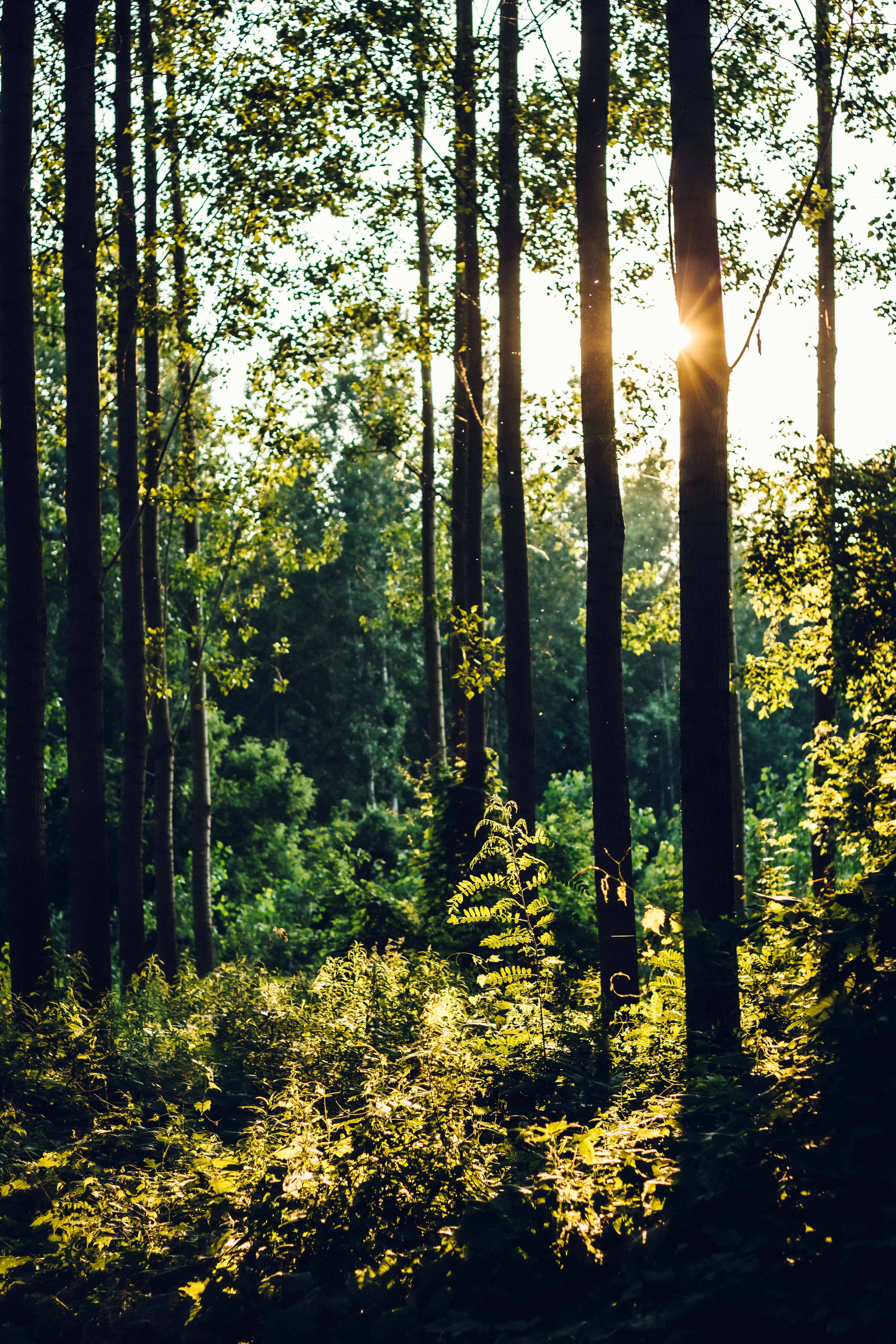 Free picture: darkness, sun, silhouette, sunlight, forest, sunrays, wood, autumn, trees, landscape