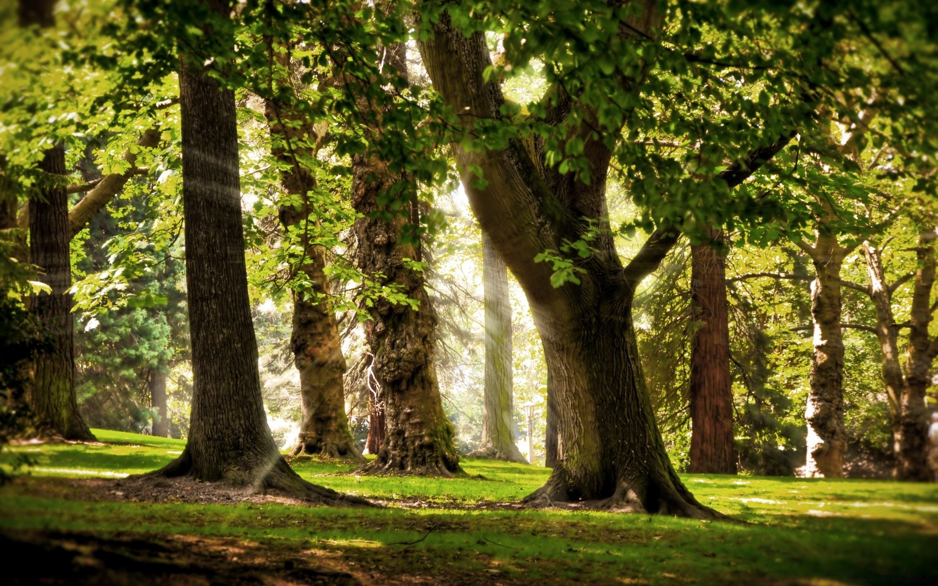 Trees in the morning sunny forest