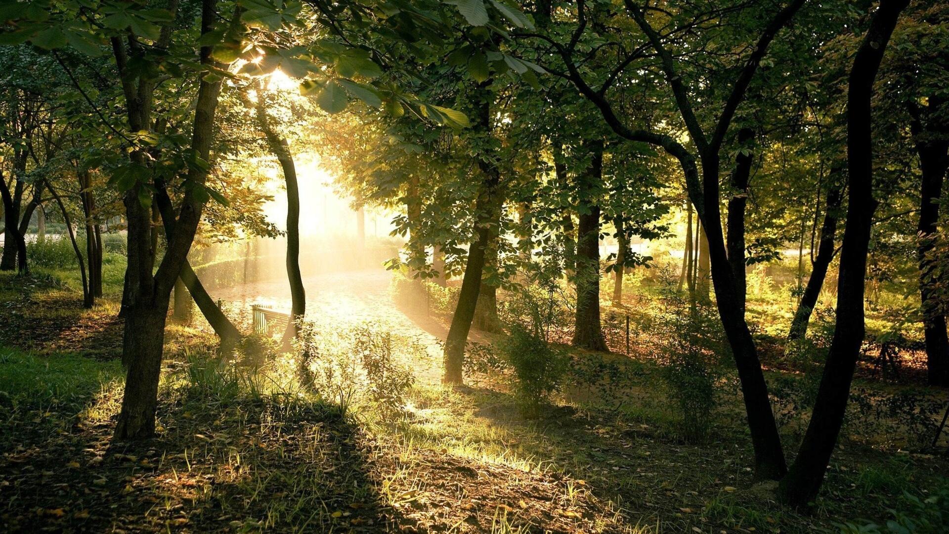 A picture of a summer forest in sunny weather · 1920x1080 Full HD free photo from arashilkis and wallpaper