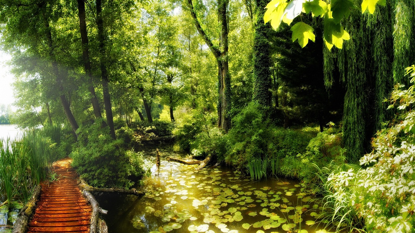 Natural Park Beautiful Summer Landscape Wallpaper
