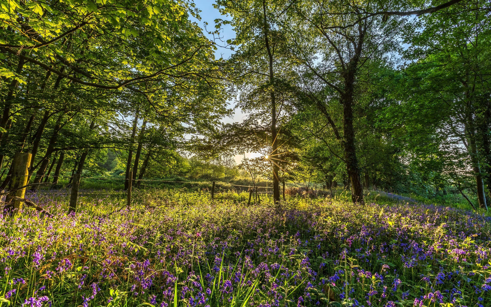 Summer Wallpaper