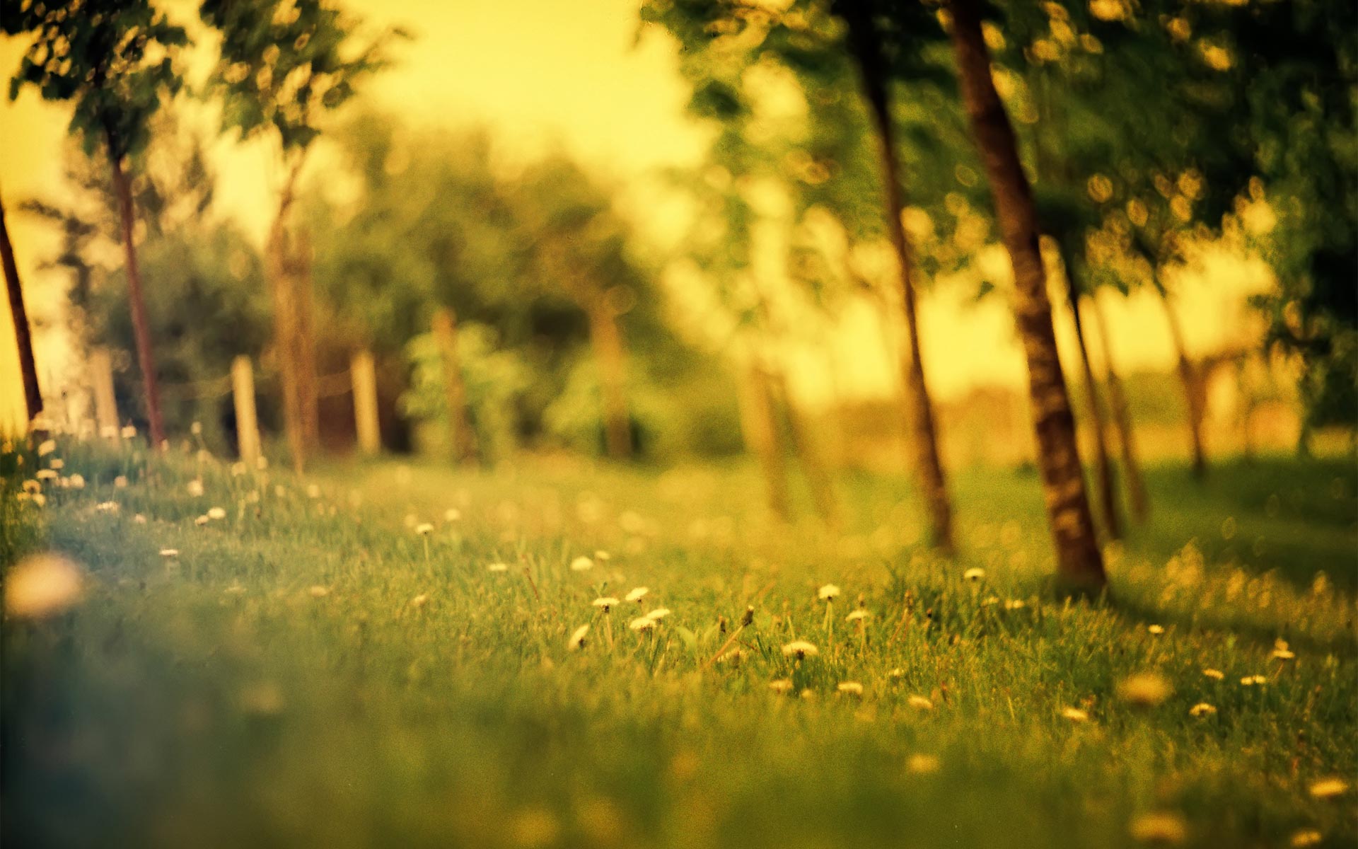 Sunny Day, Summer HD desktop wallpaper Mobile