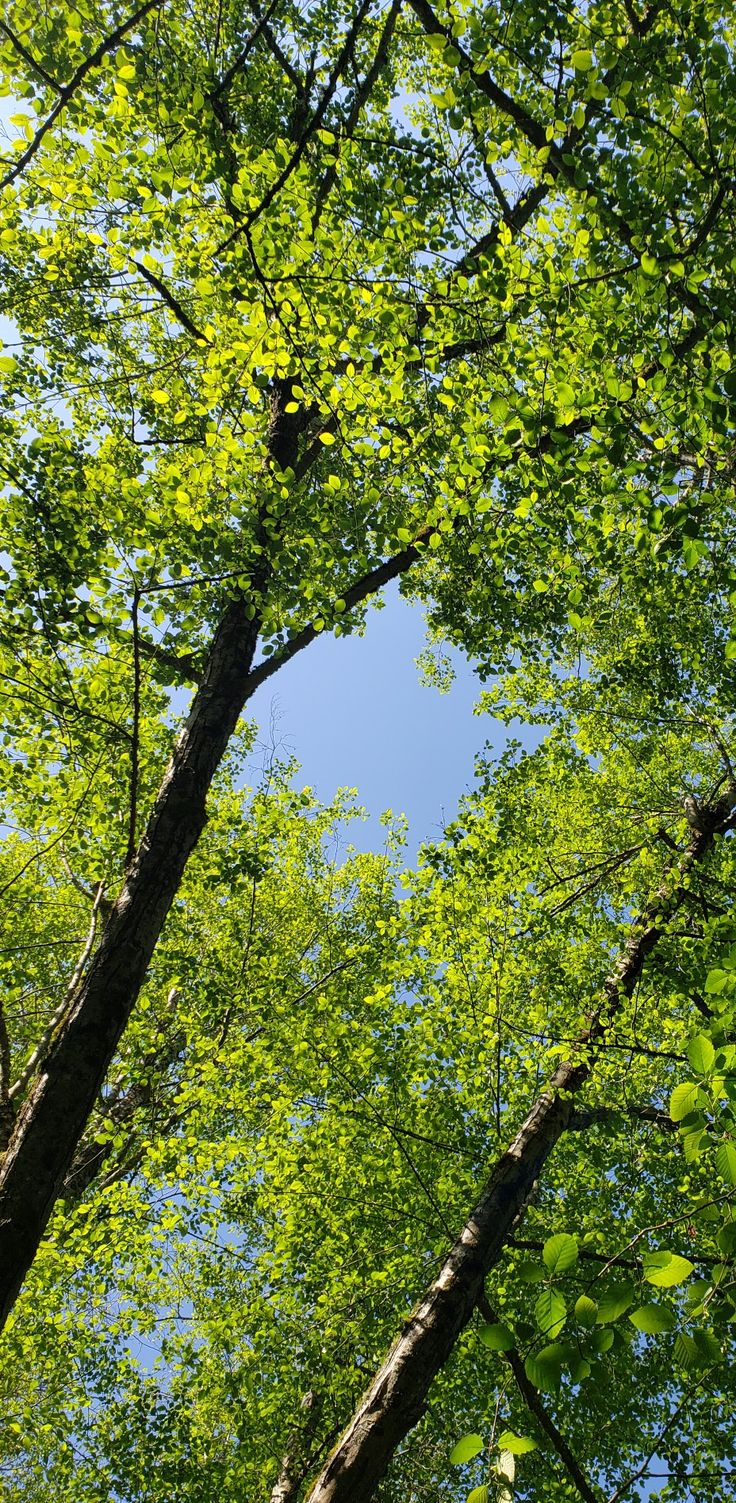 Sunny Summer Day in the Forest
