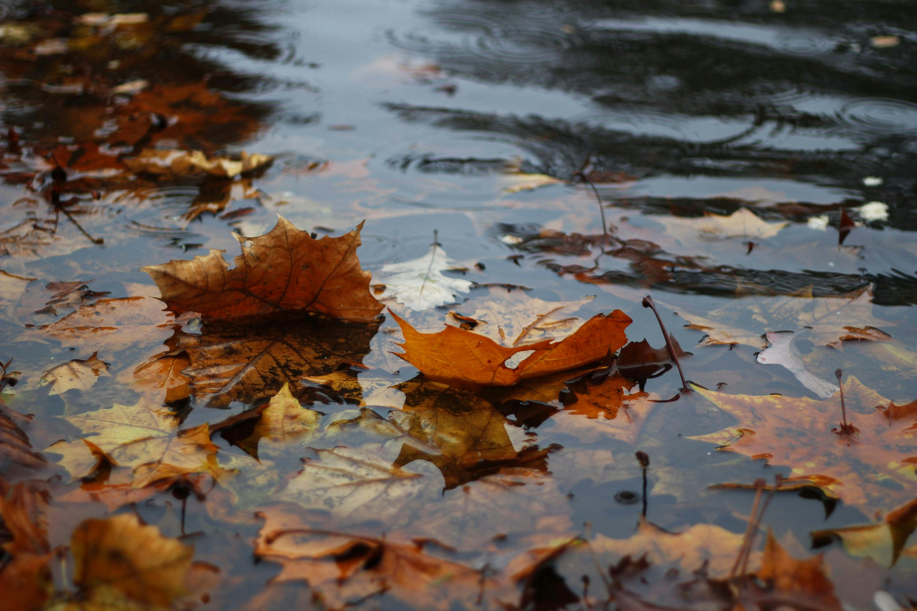 Autumn Rain Picture. Download Free Image
