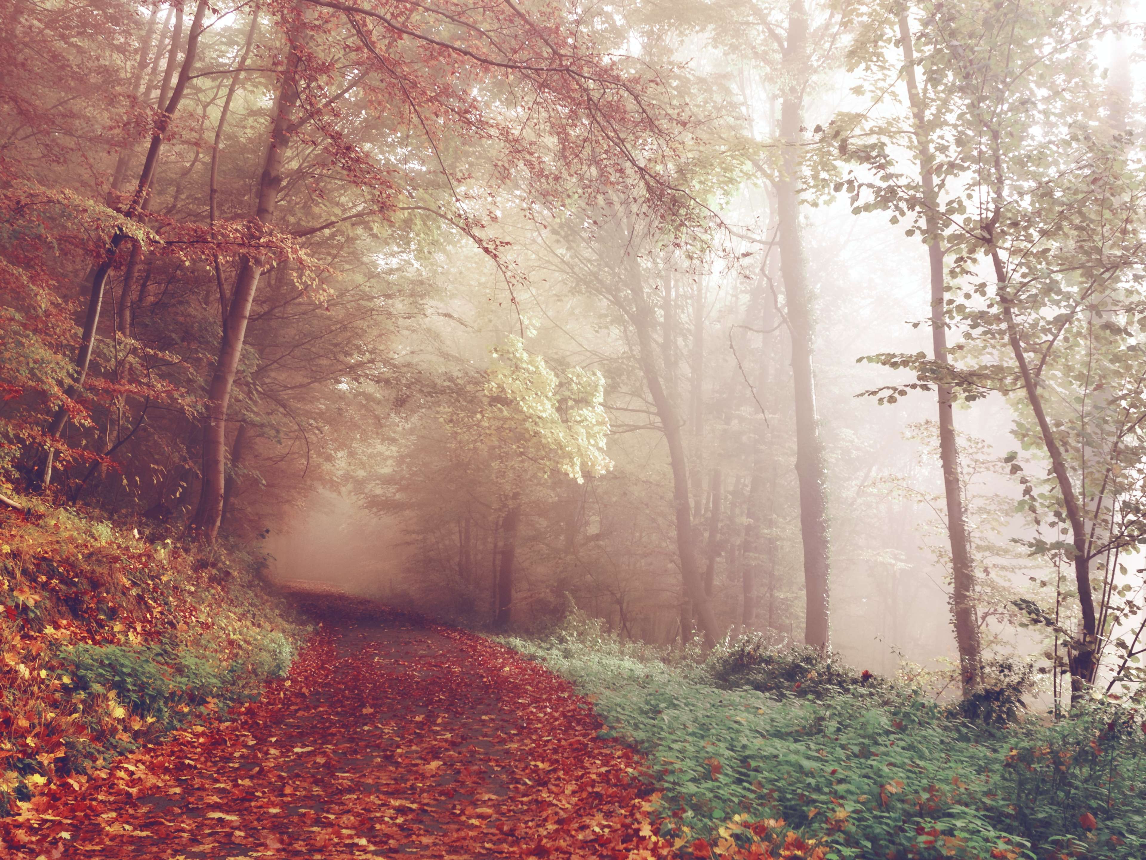 Beautiful Fall Picture, Image for Wallpaper