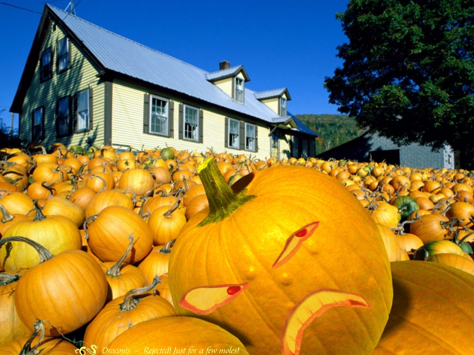 Sassy Pumpkin Patch Food HD Wallpaperx1200