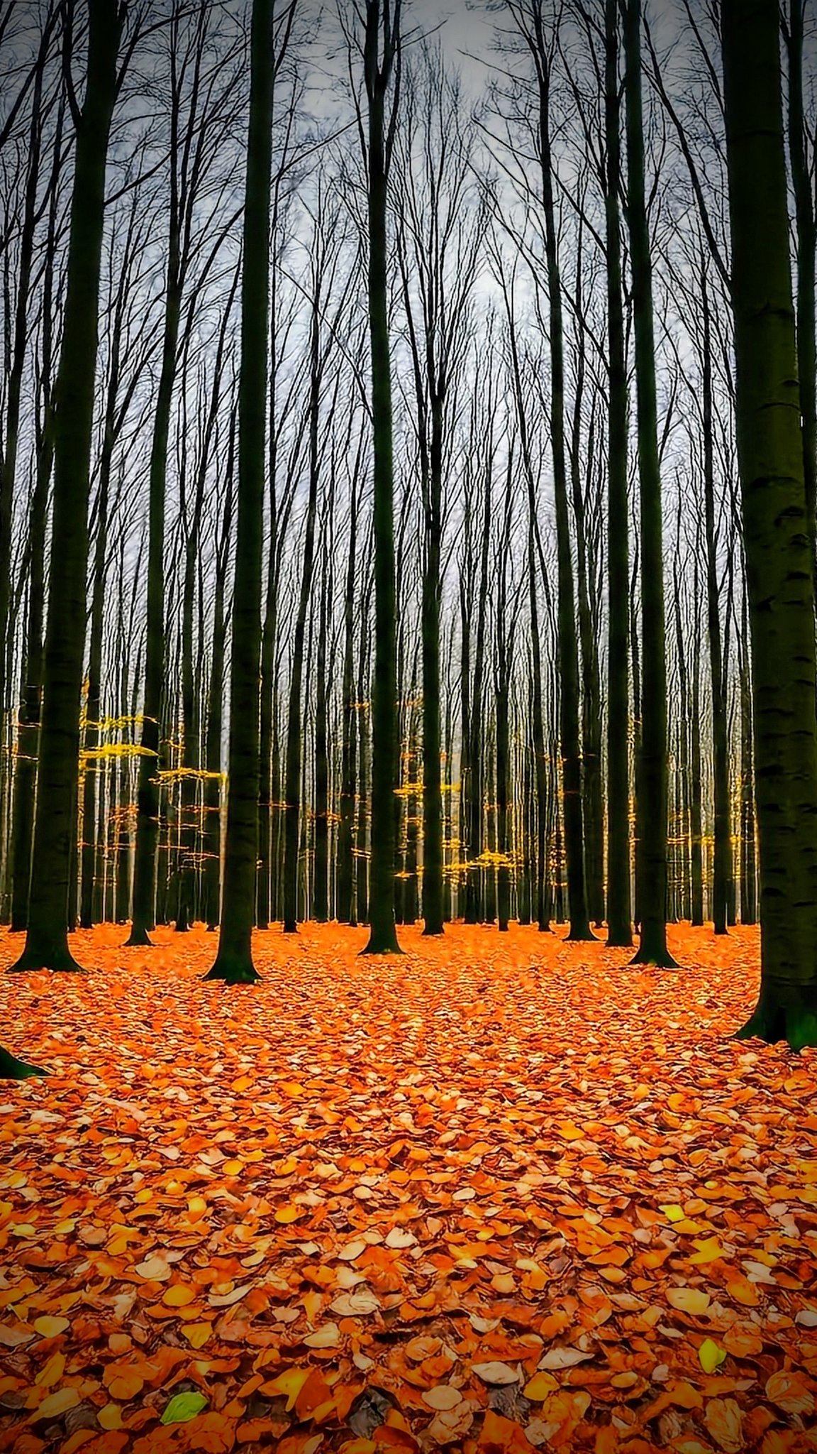 NekoPixels some vibrant autumn vibes