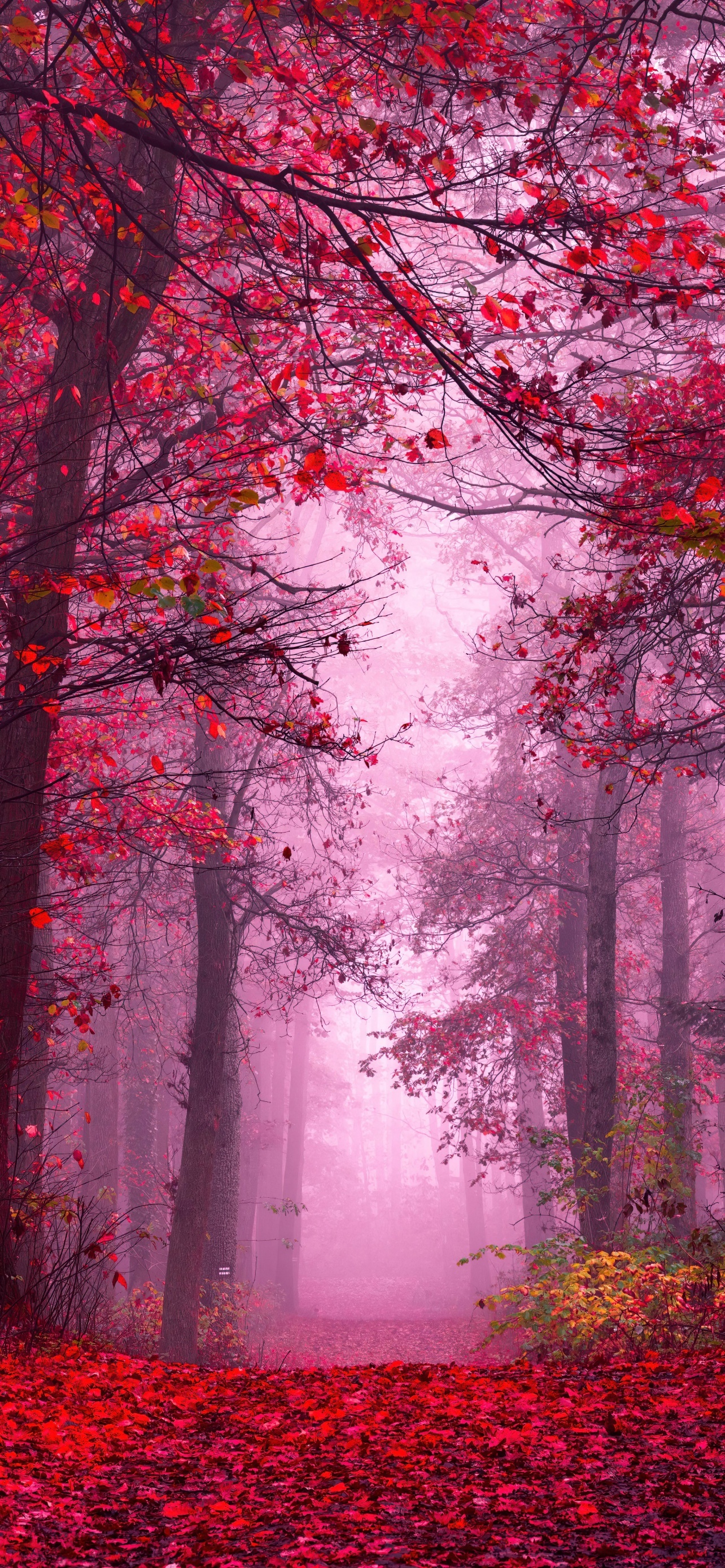 Most Popular 5K Autumn Wallpaper