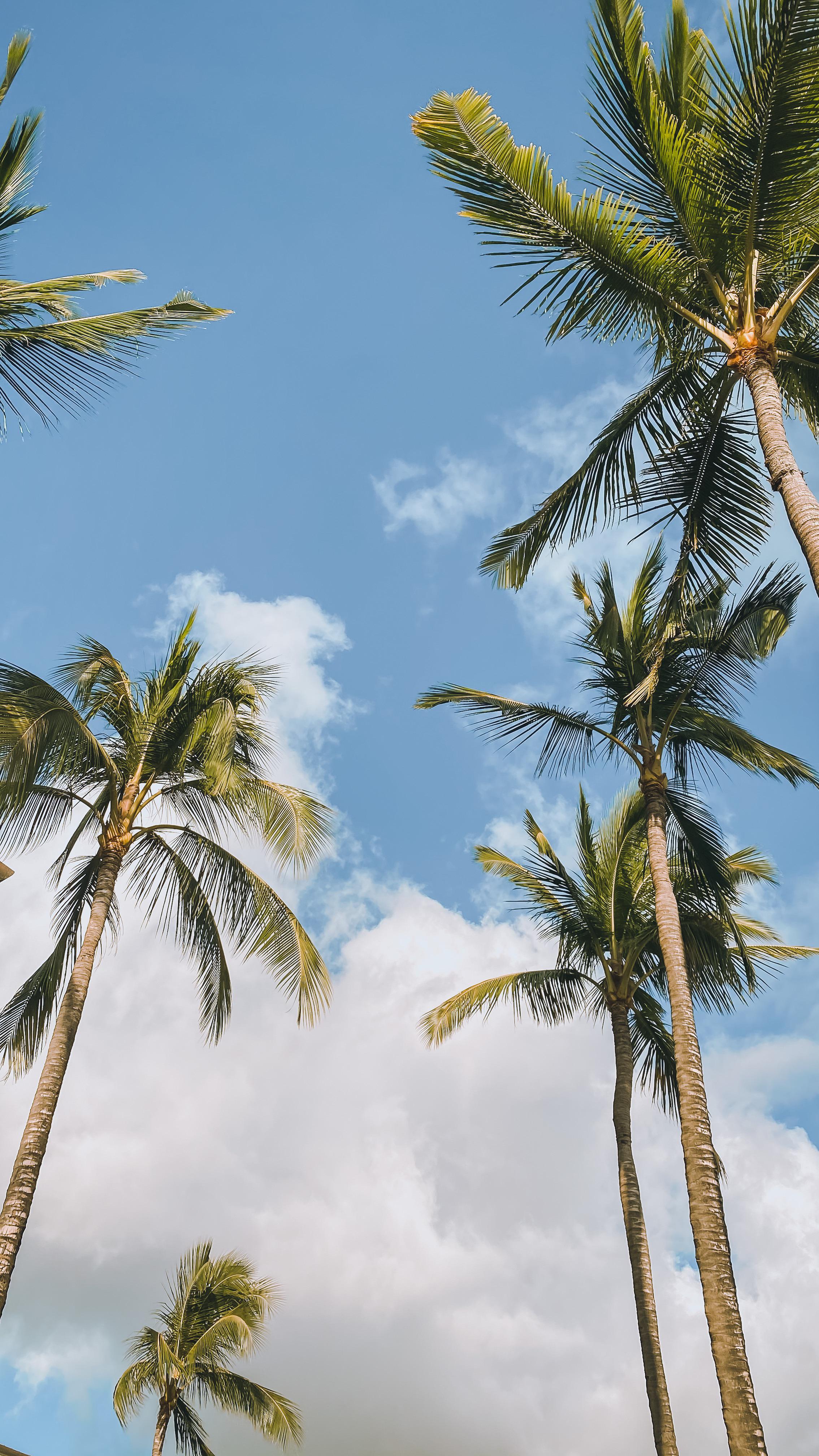 a pic i took in hawaii last week