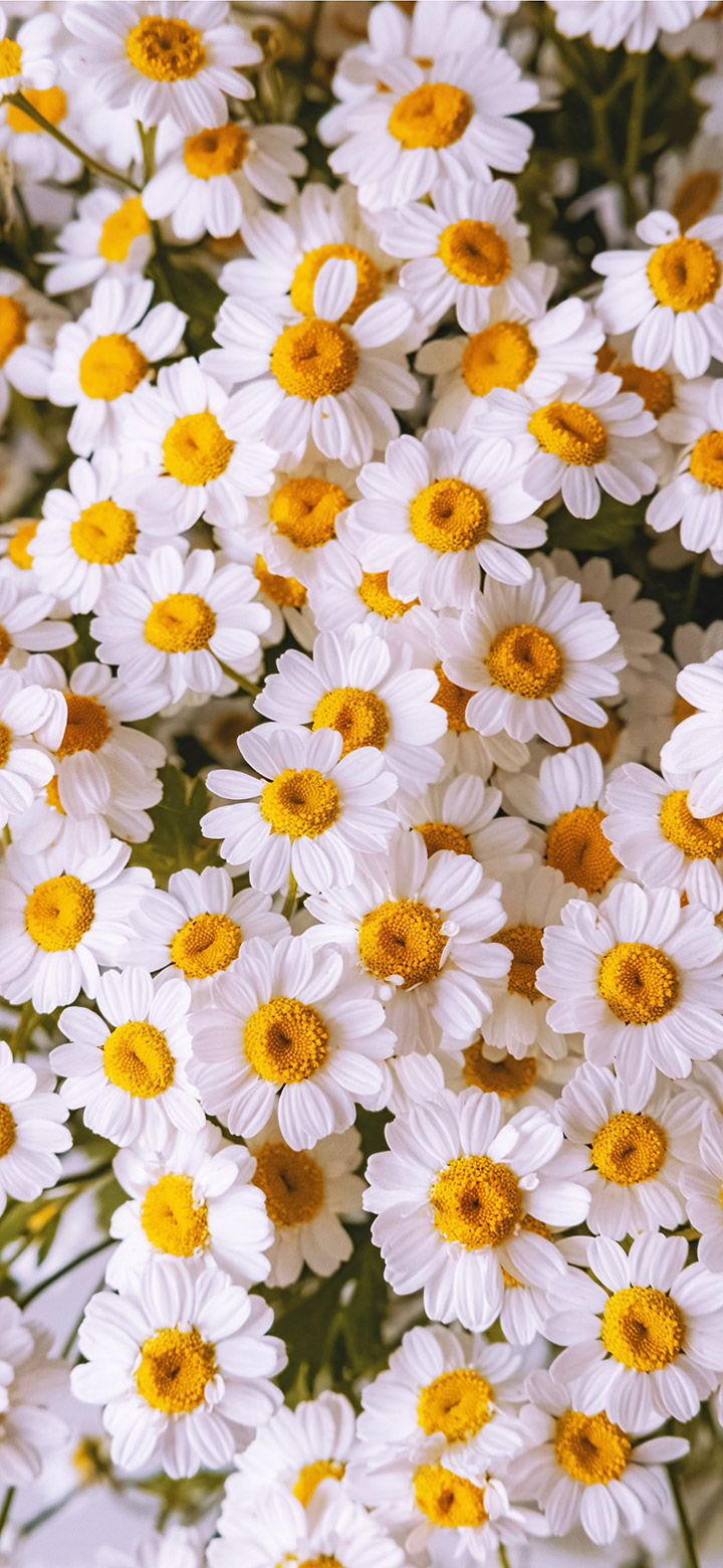 Beautiful Chamomile Flowers 4K Phone Wallpaper