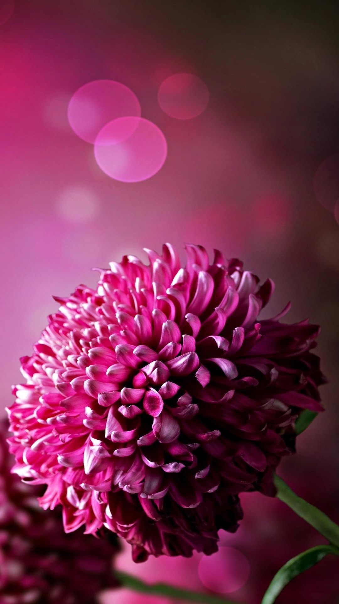 Mobile Flowers Wallpaper, HD Mobile Flowers Background on WallpaperBat