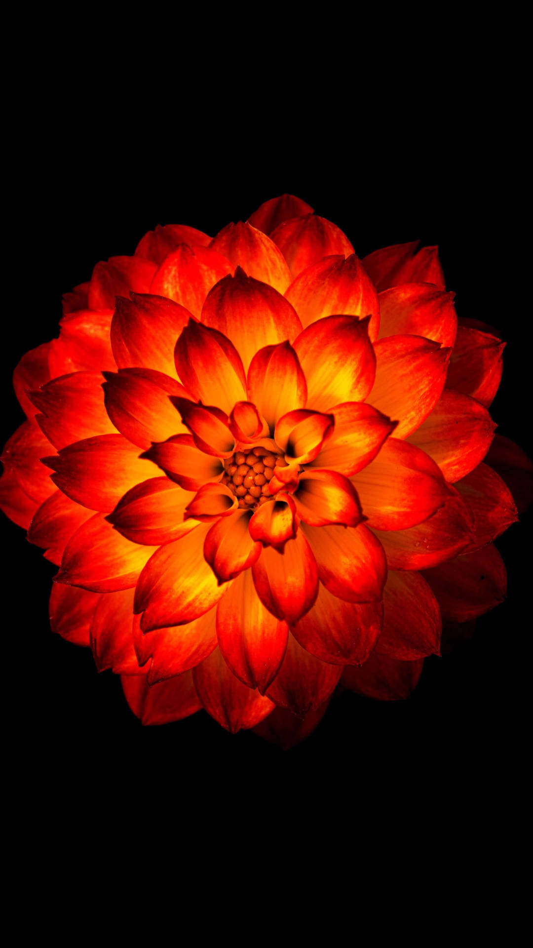 Download Ethereal Glow of a Dahlia Phone Wallpaper