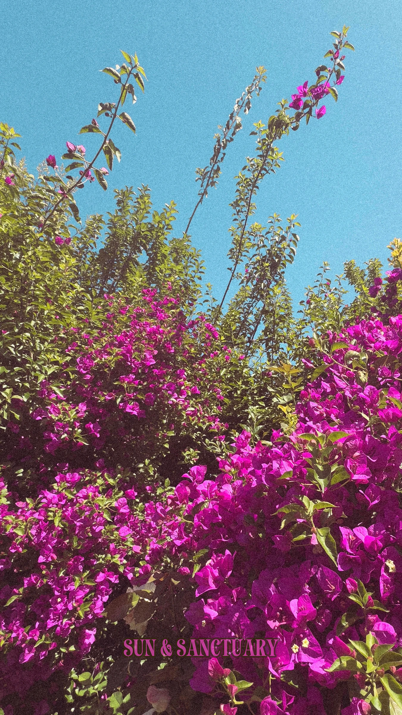 Sun & Sanctuary Gorgeous Phone Wallpaper for Summer Vibes