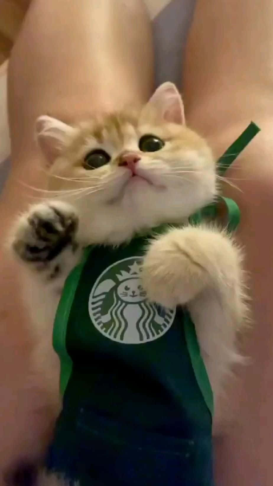 Download How many angles have you ever seen cats being crazy from?