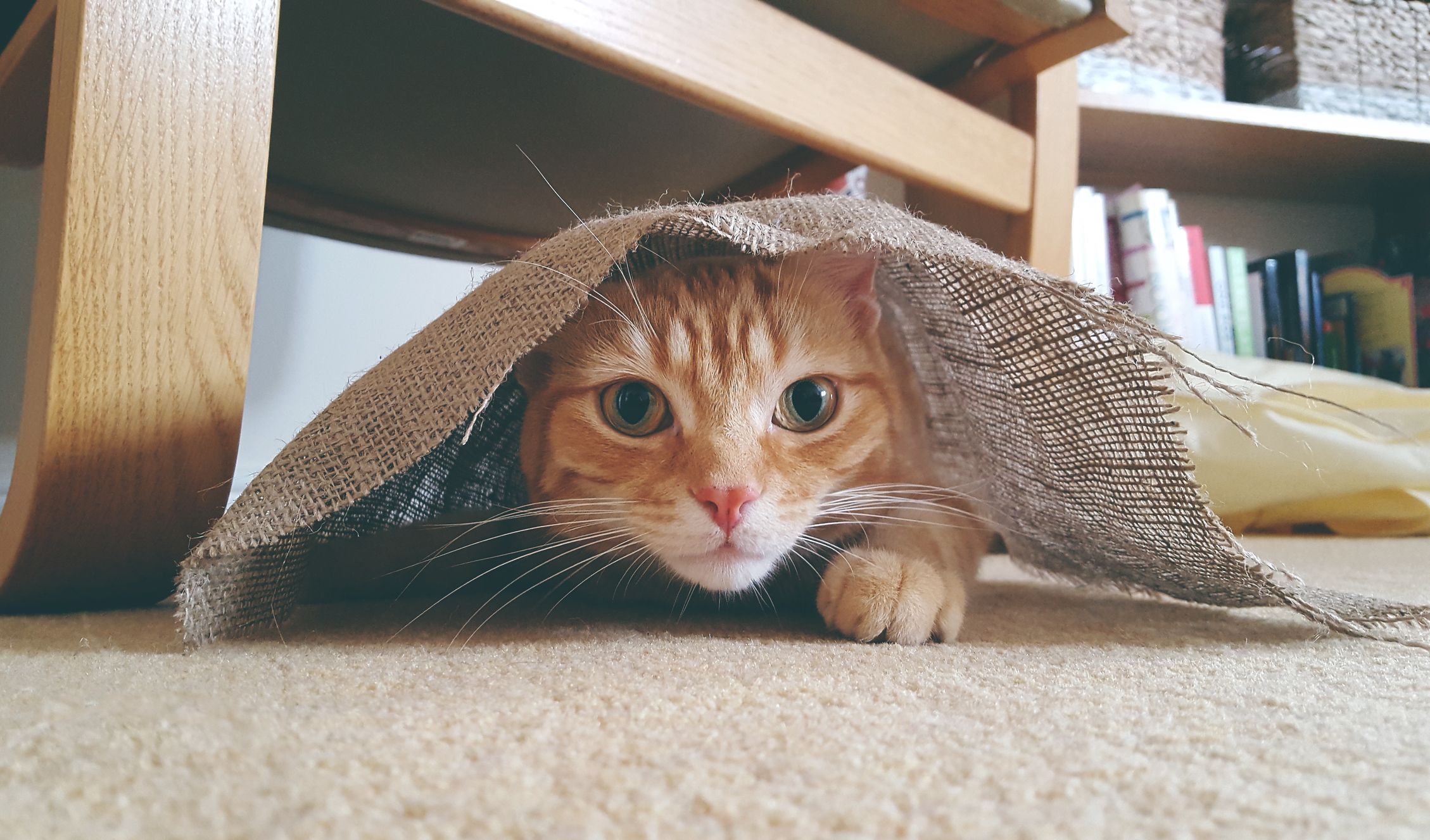 This Company Makes The Perfect Indoor Playground For Your Feline Friends