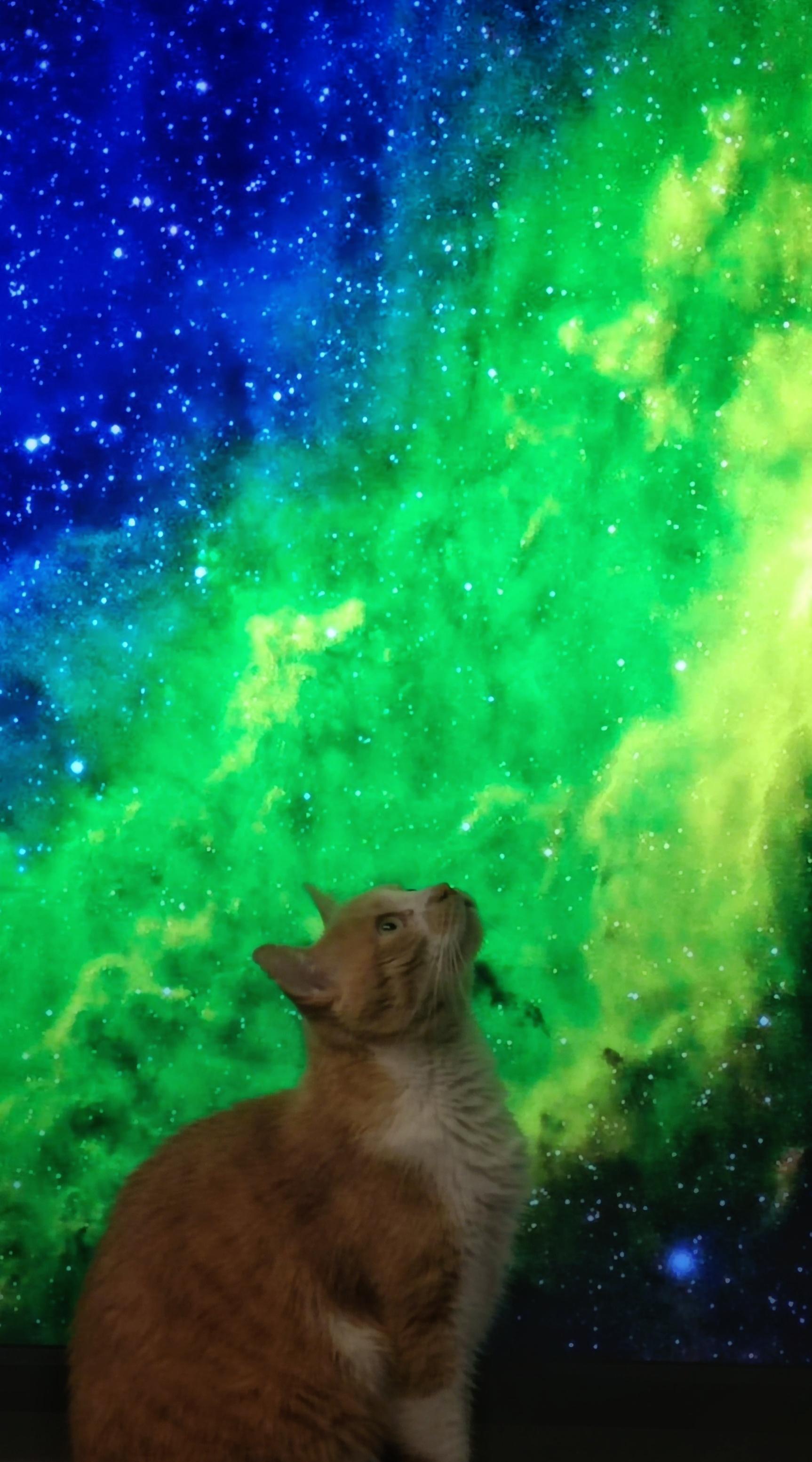 The screensaver of my TV came on while my cat was in front of it and I managed to get these photo of him as he strayed out of thought and time