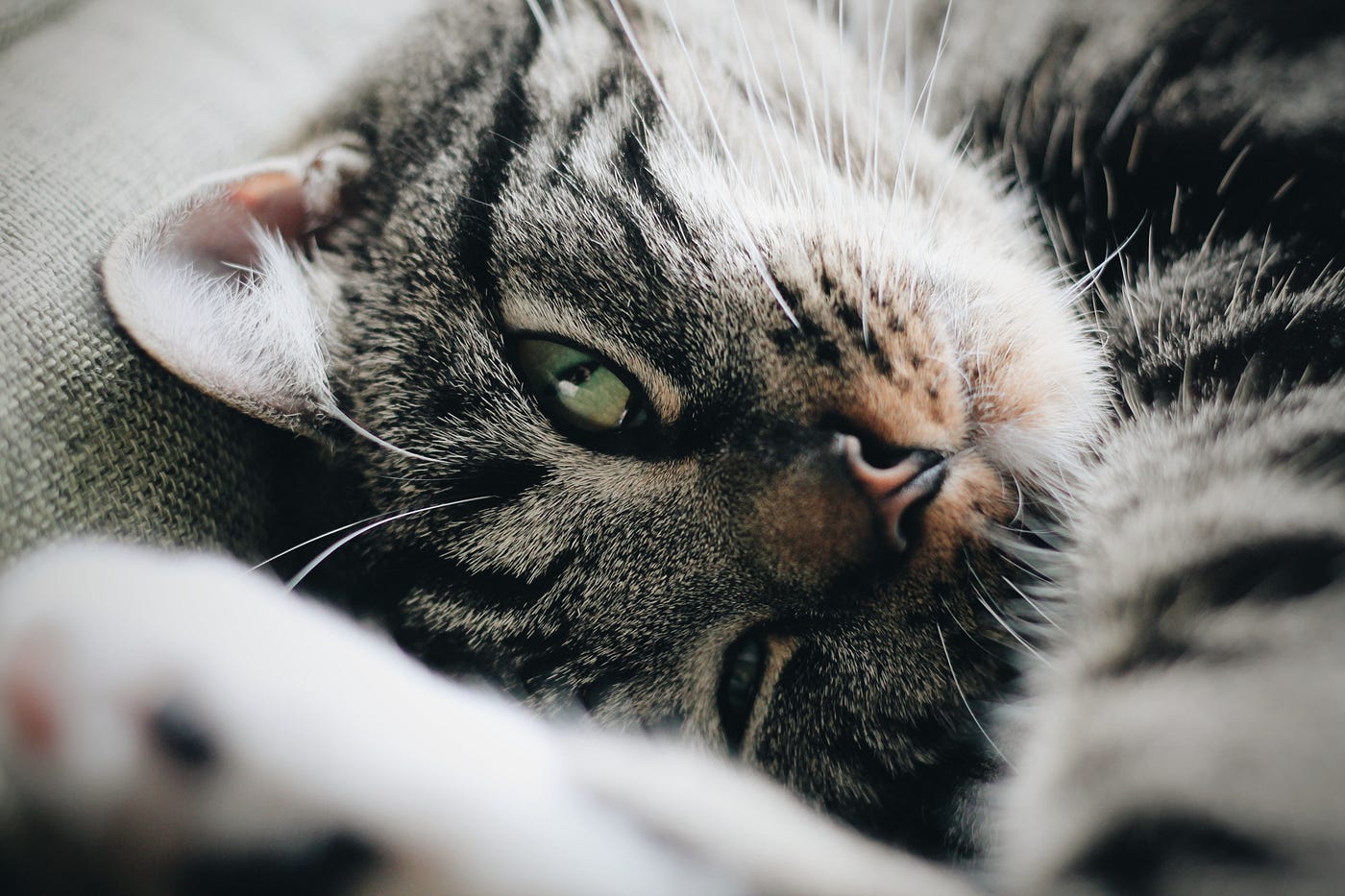 Why Having A 'Crazy Cat' Is Good For Your Mental Health.