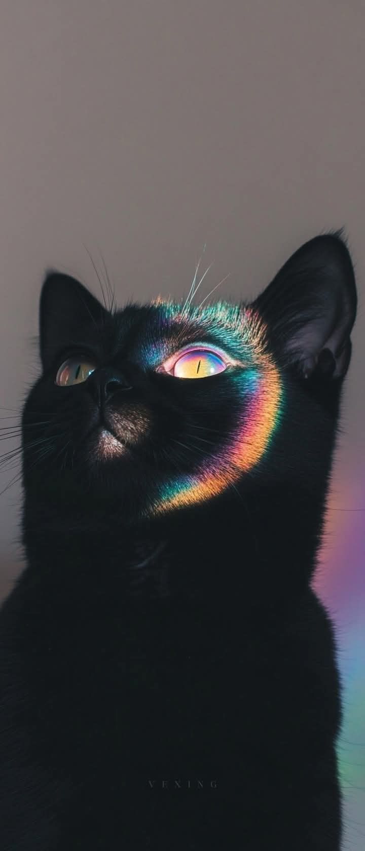 witchyy. Cat aesthetic, Cute cats, Pretty cats