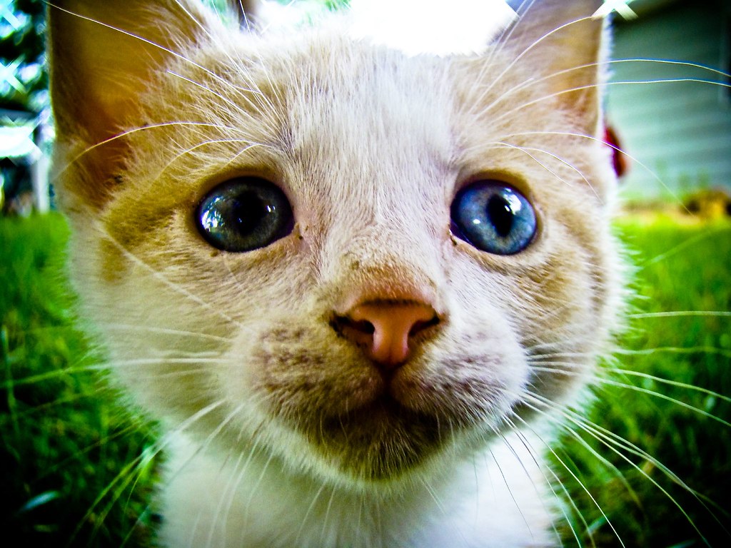 Crazy Cat 2. Really old pic. I took that I just found