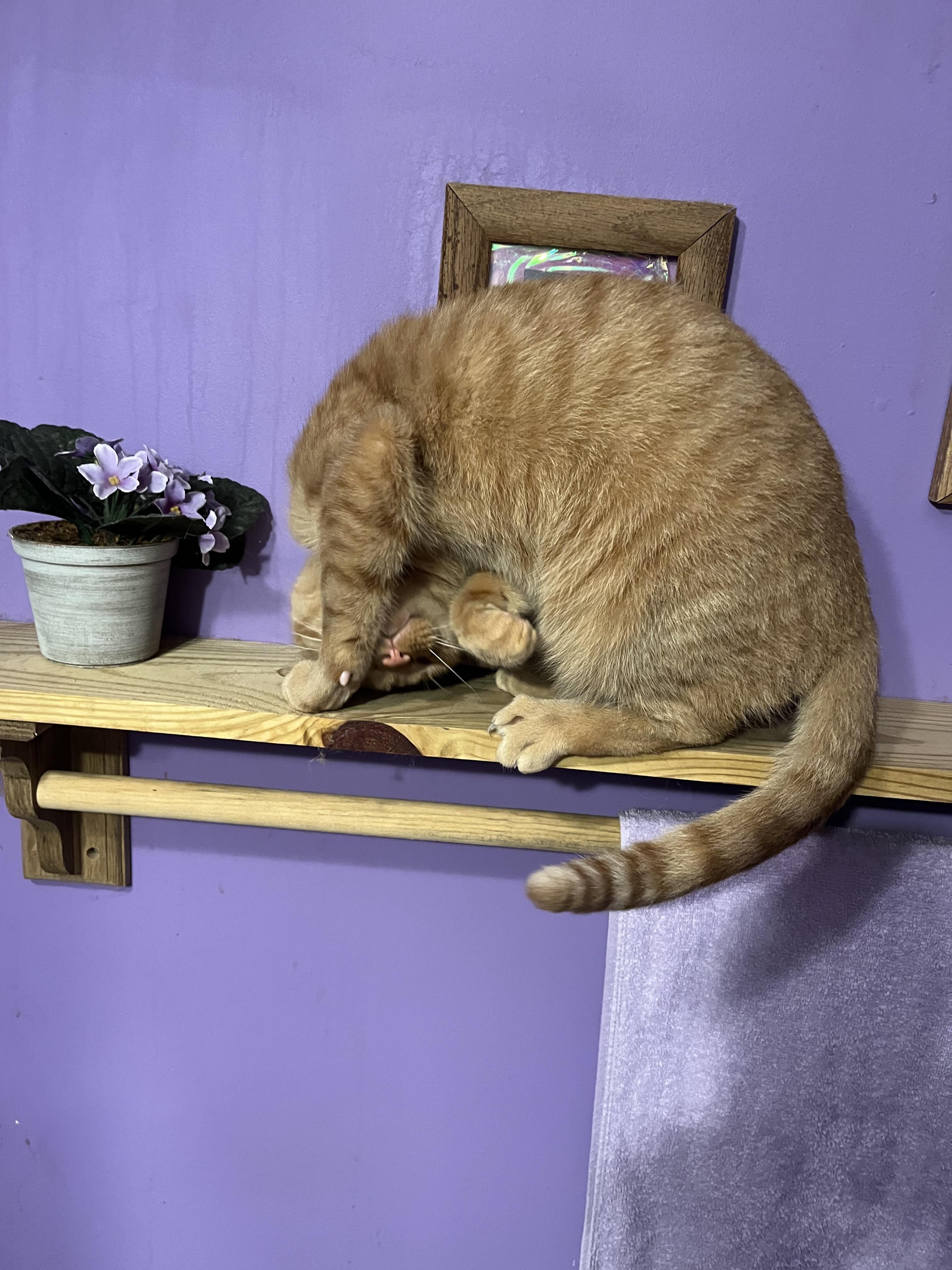 Show us your crazy cat photo