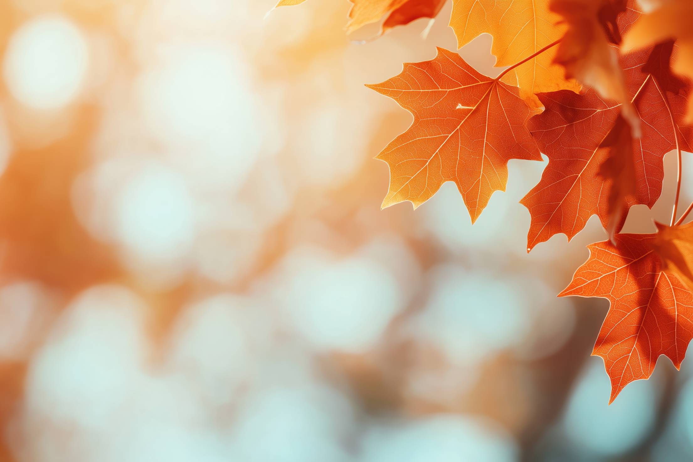 Fall Background Free Download Orange Fall Leaves