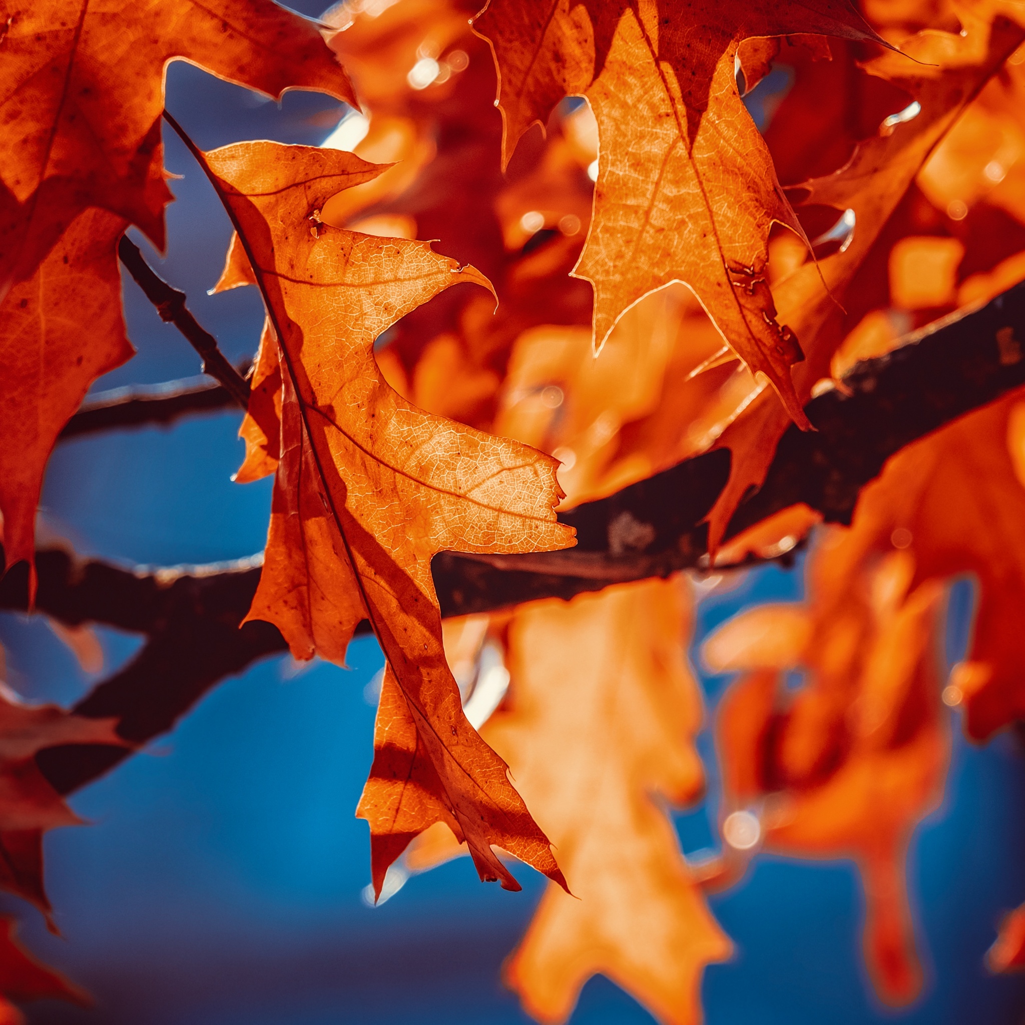 Autumn leaves Wallpaper 4K, Orange Leaf, Sunlight, Closeup