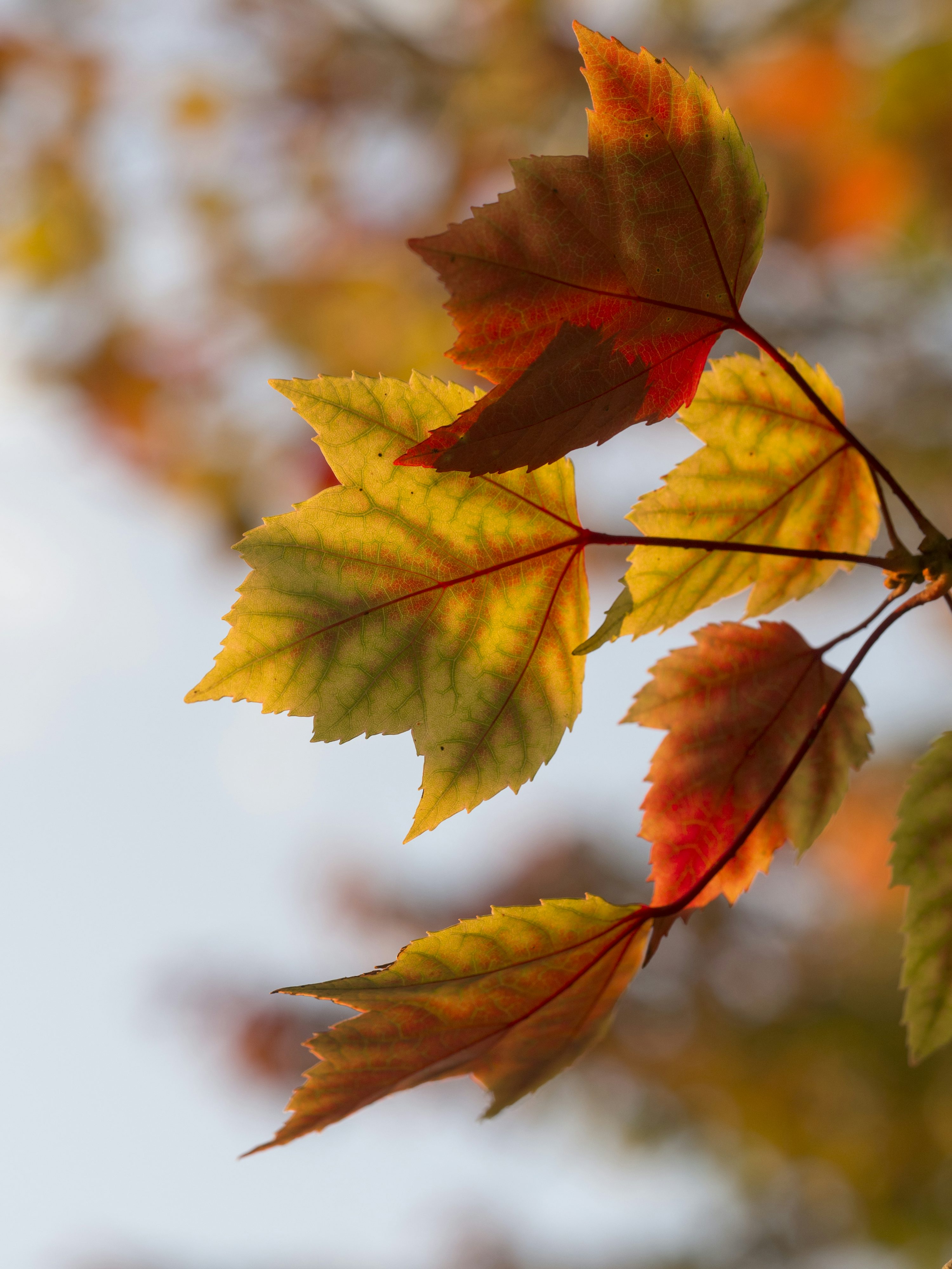Selective focus photography of orange leaves photo