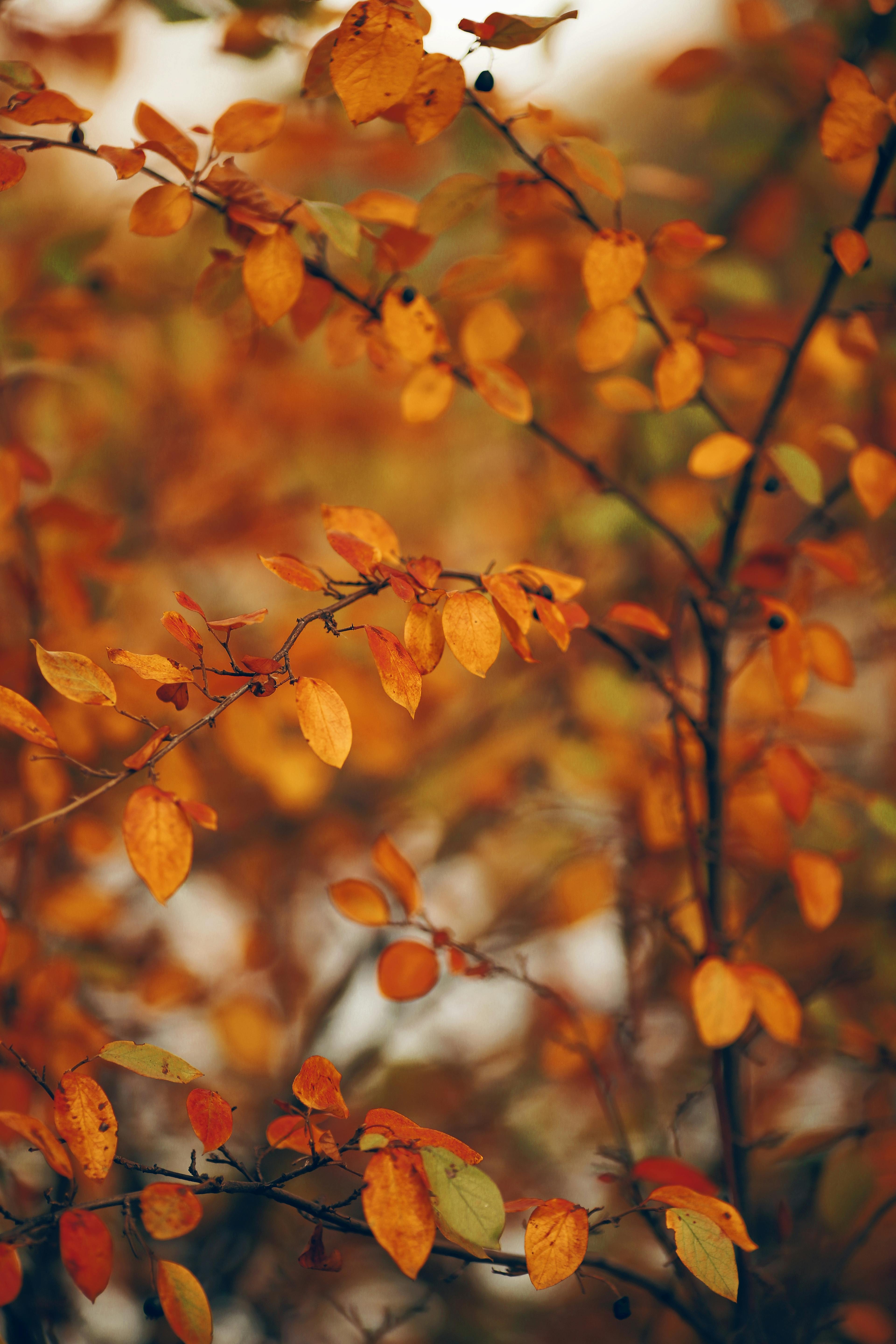 Autumn Leaves on the Tree · Free