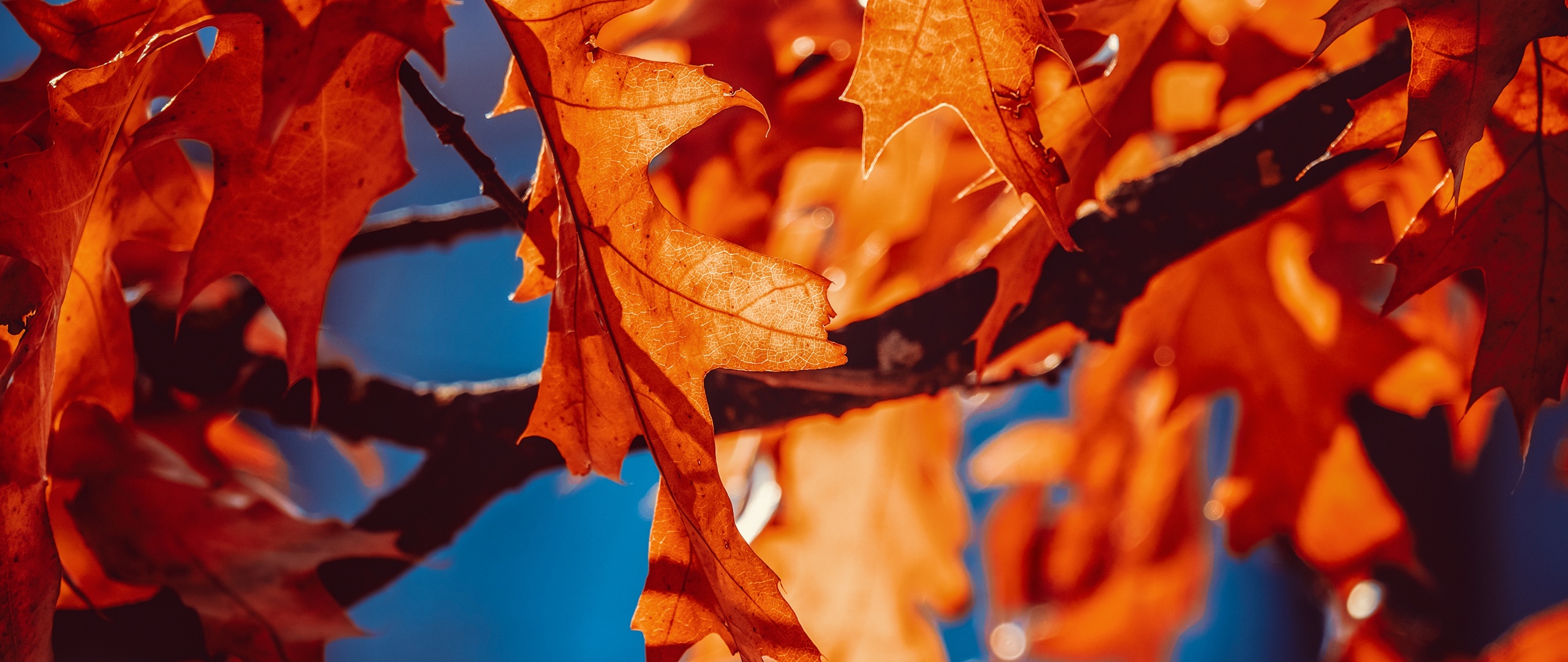 Autumn leaves Wallpaper 4K, Orange Leaf, Sunlight, Closeup