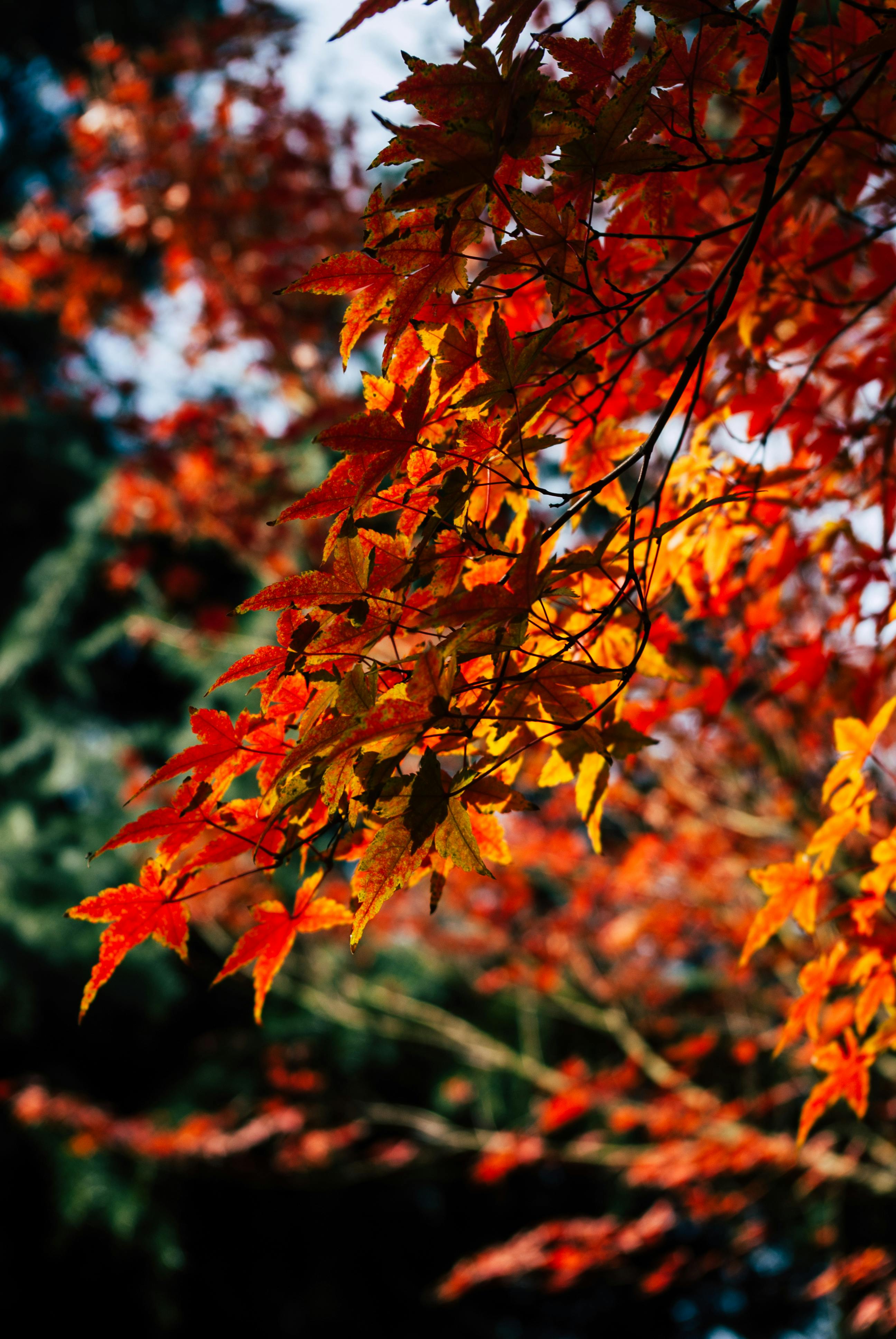 Red Leaves in Autumn · Free
