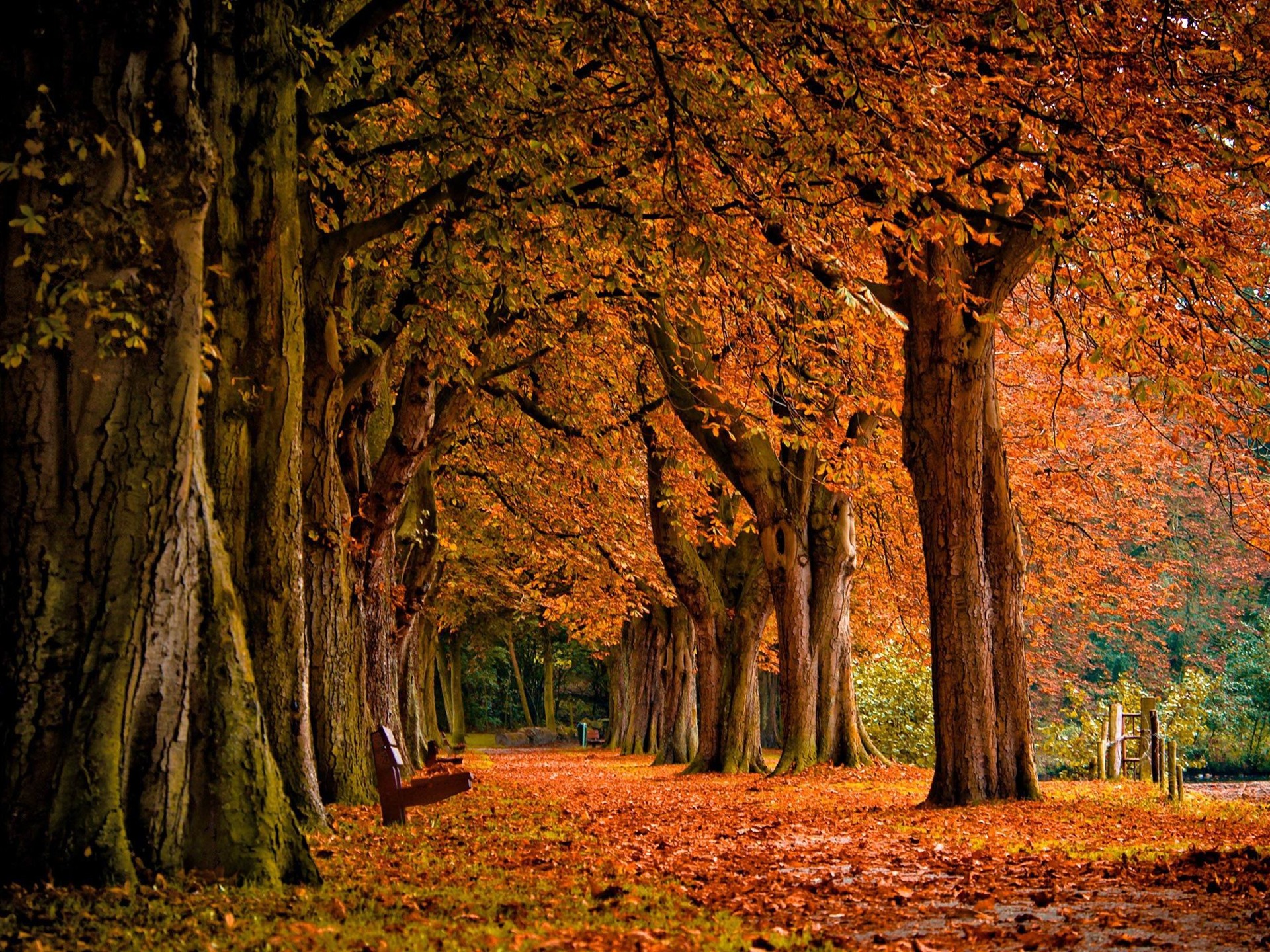 Autumn Park Autumn Nature Wallpaper