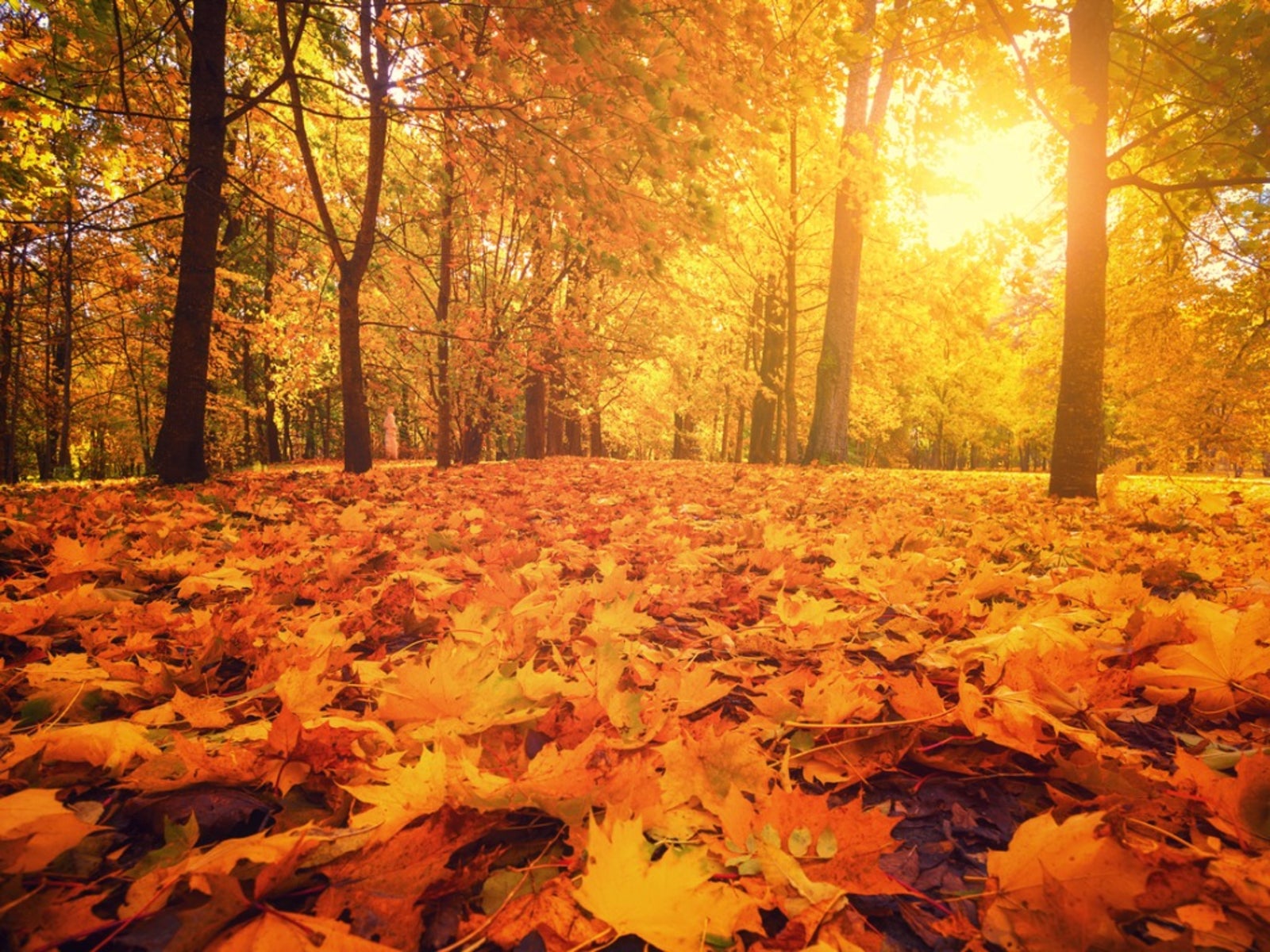 Trees With Orange Fall Foliage: What Trees Have Orange Leaves In Fall. Gardening Know How