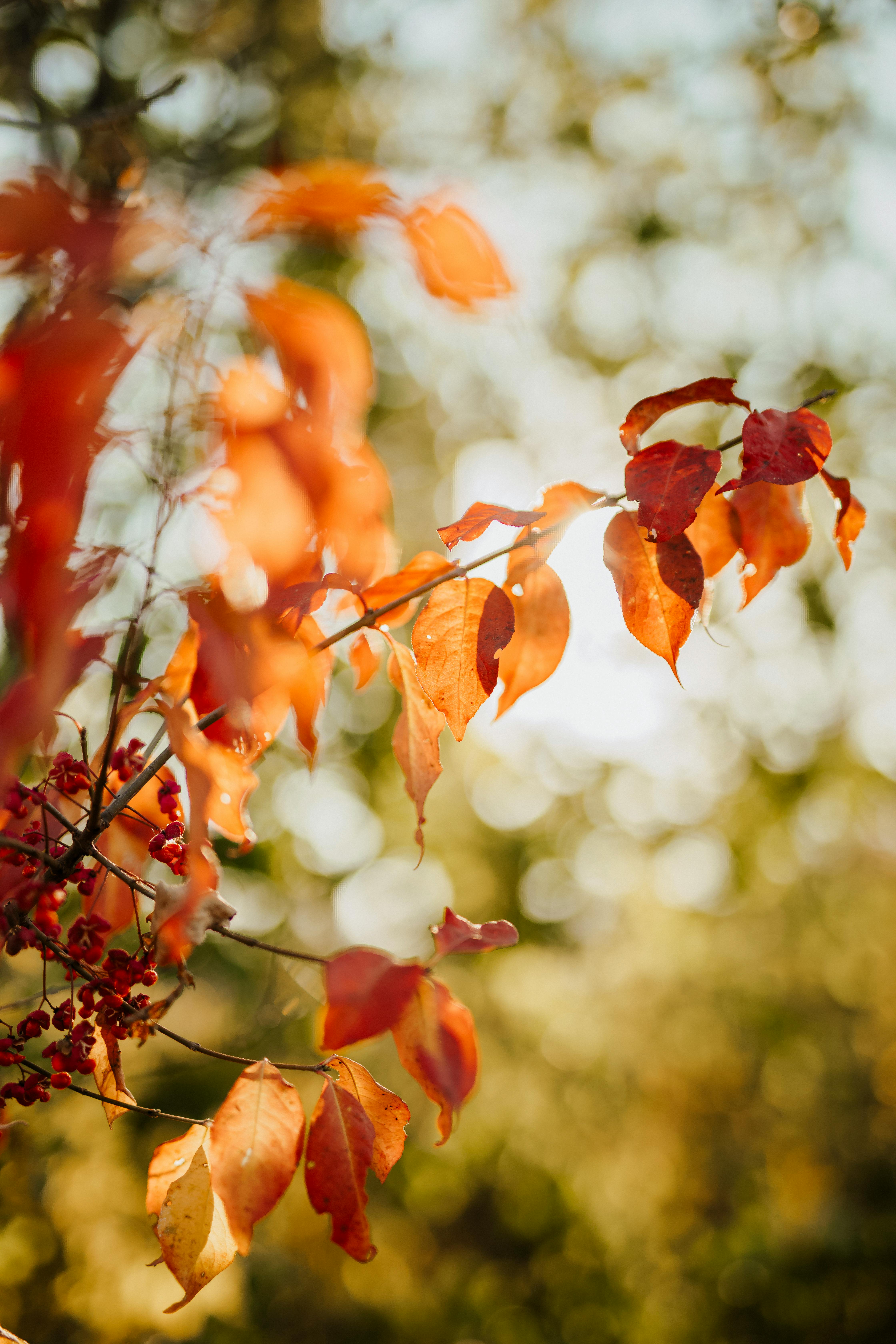 Orange Leaves in Close Up Photography · Free